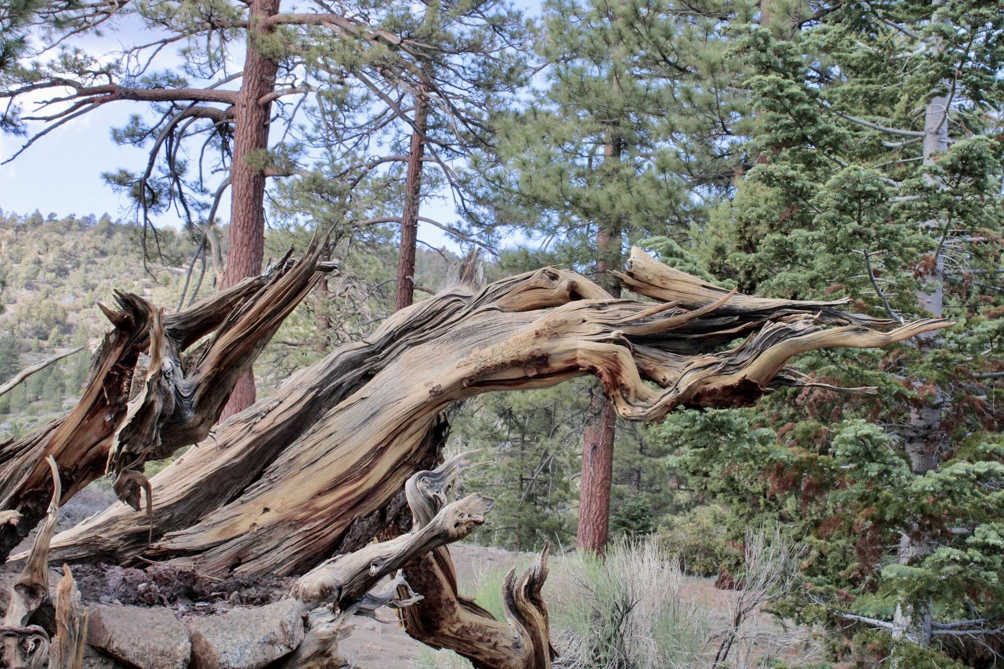 San Bernardino National Forest
Photo by: Traci Schuck