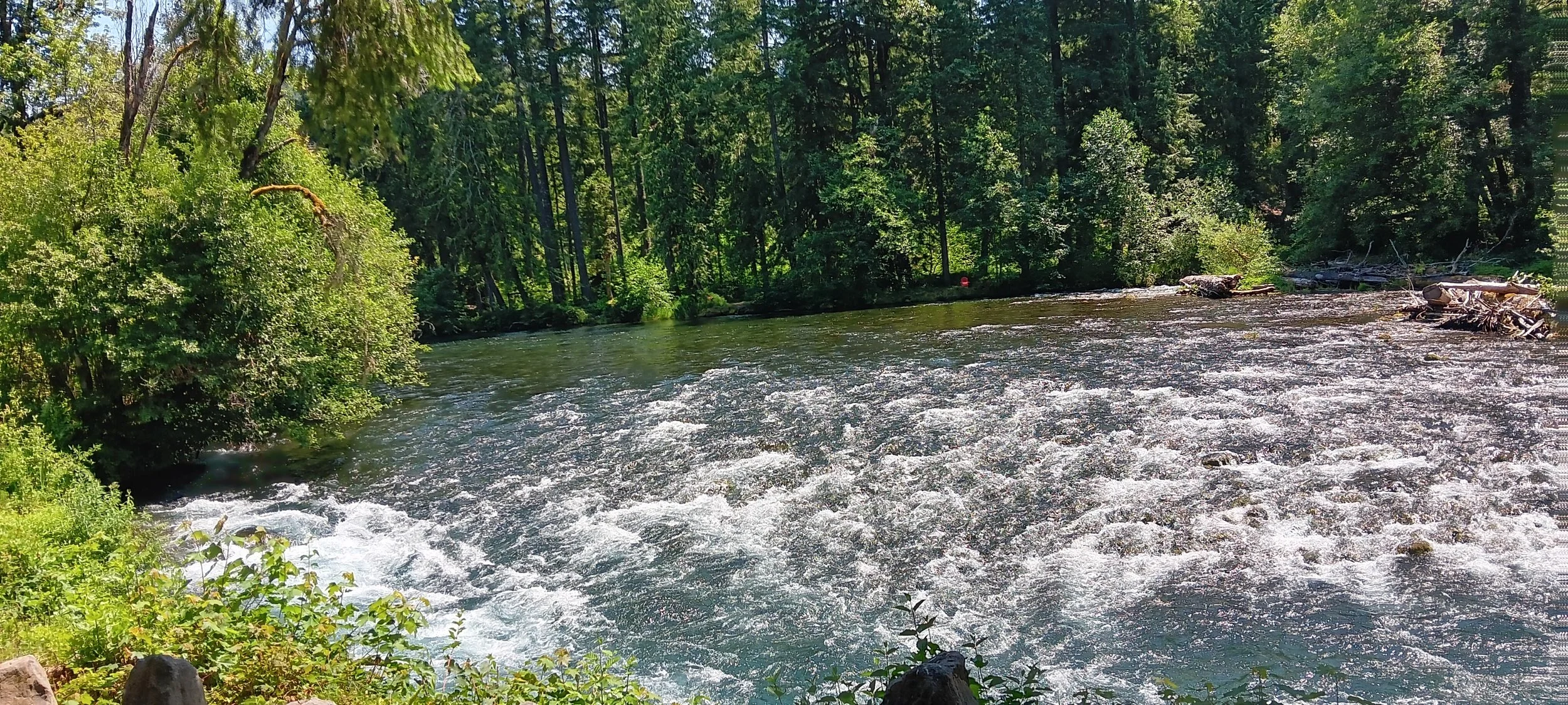 McKenzie River - Glenda McKibben.jpg