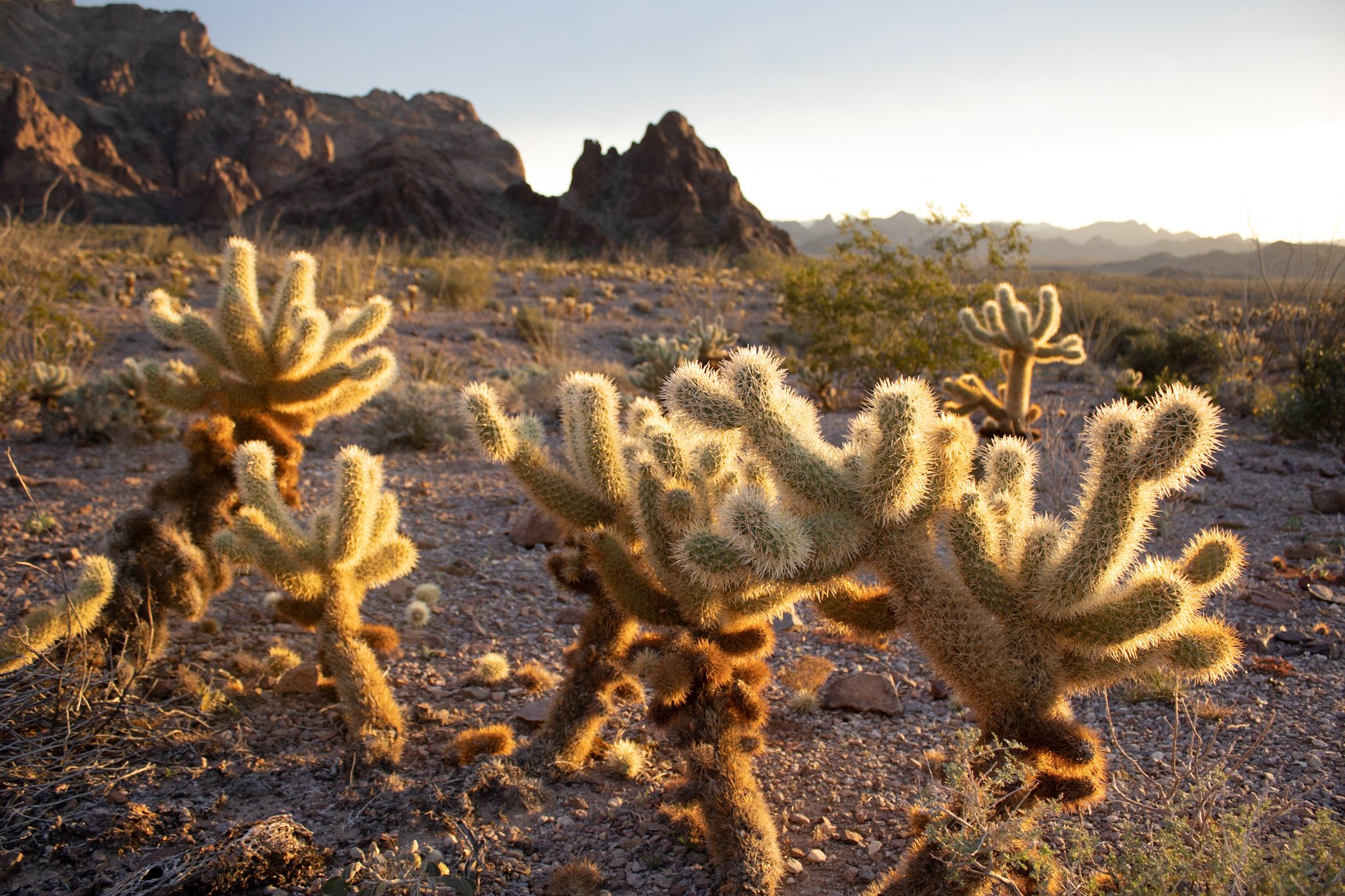 "They look fluffy, but they're not. It's definitely wild out there!"
Mojave National Preserve
Photo and reflection by: Traci Schuck