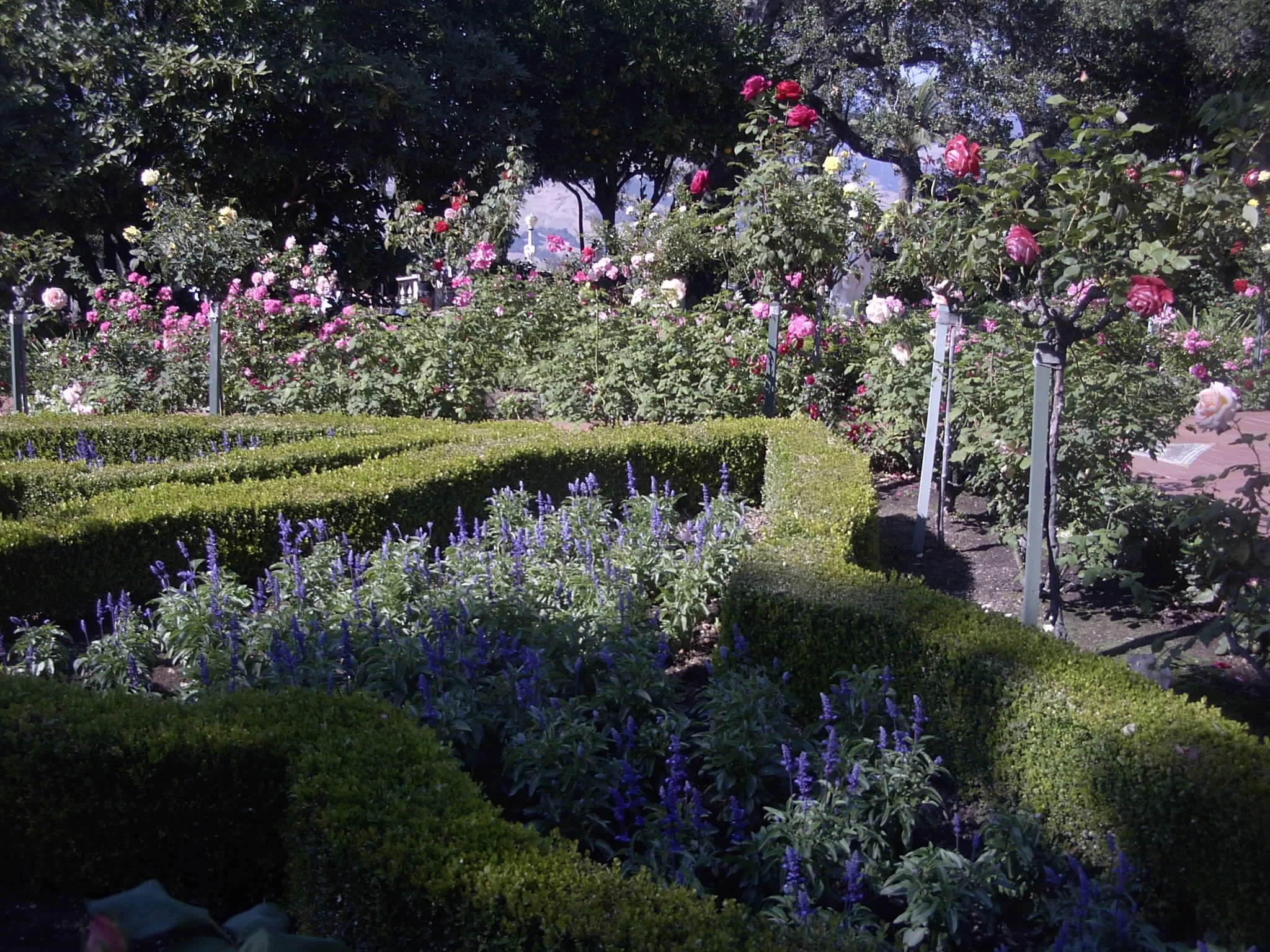 Rose Garden, photo by: Traci Schuck