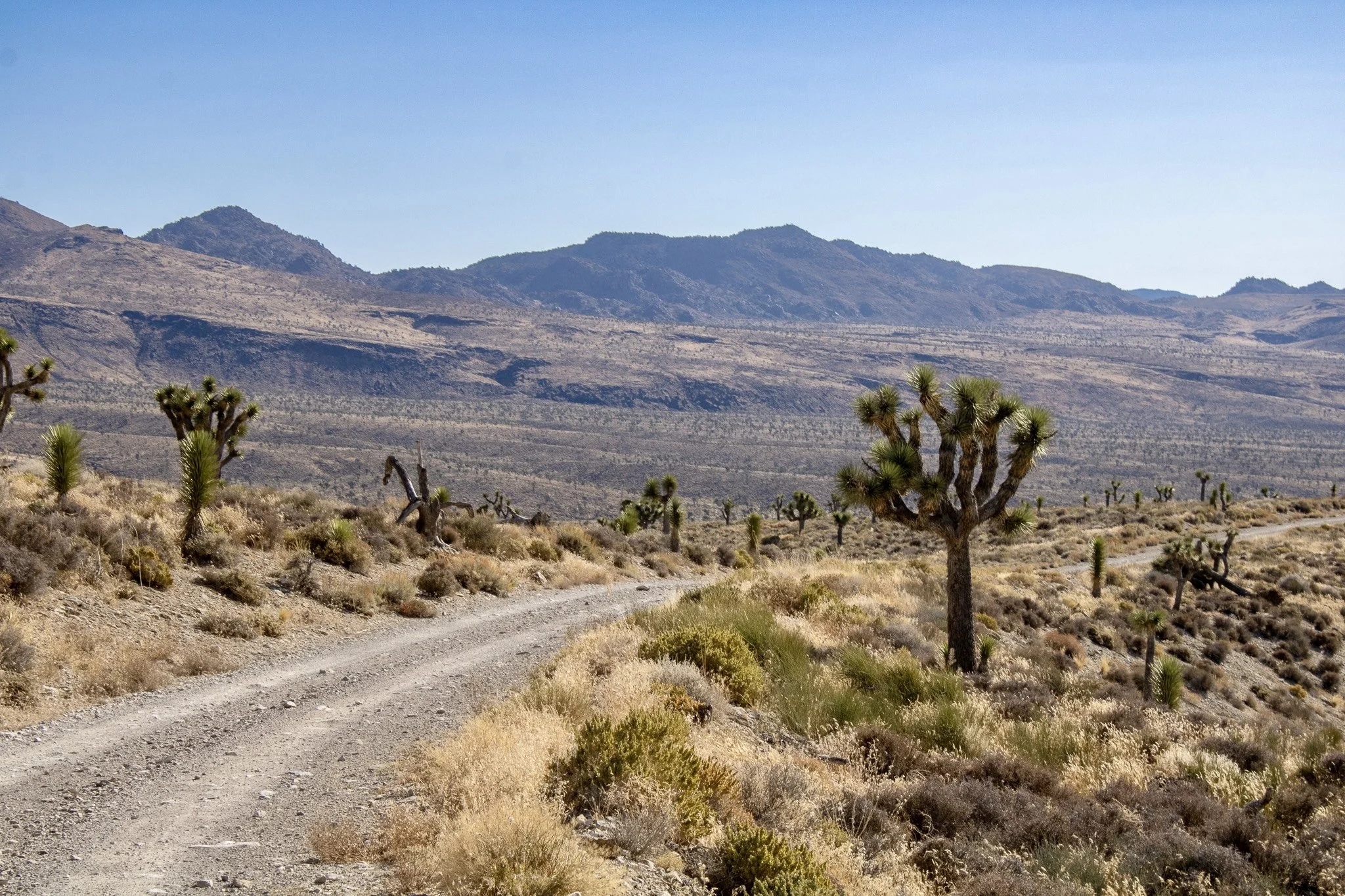 Joshua Tree National Park, photo by: Traci Schuck
