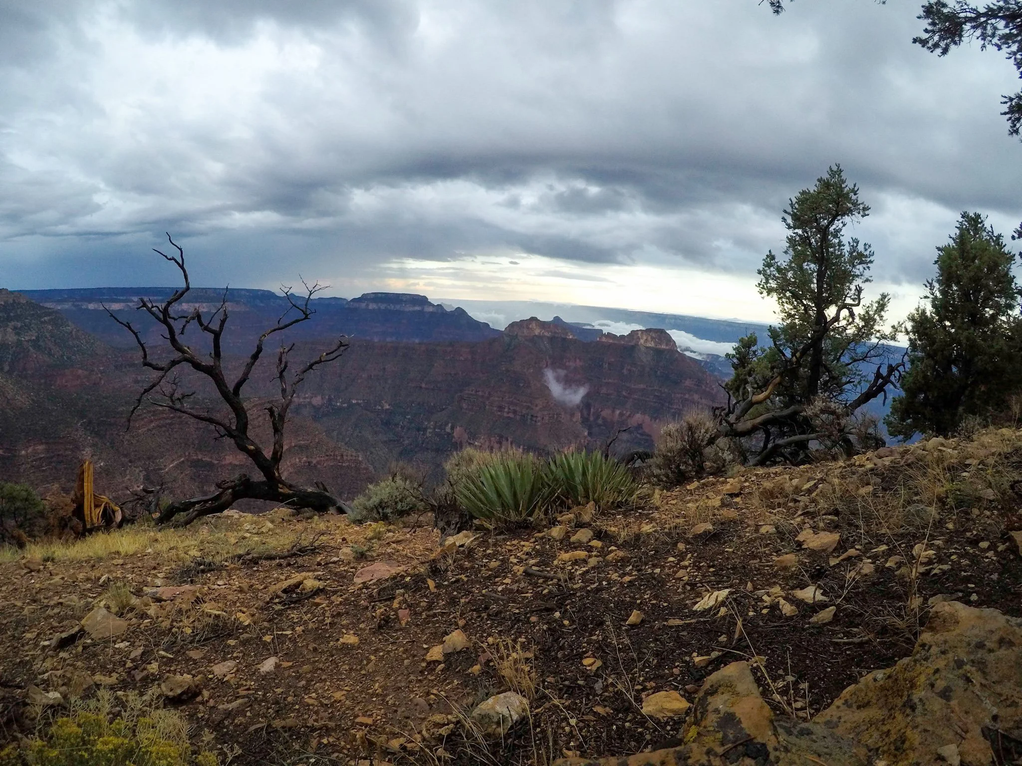 "Monsoon season on the North Rim of the Grand Canyon is truly something to behold. The power of the storm and the rush of the wind were a reminder of God's might."
Kaibab National Forest
Photo and reflection by: Traci Schuck
