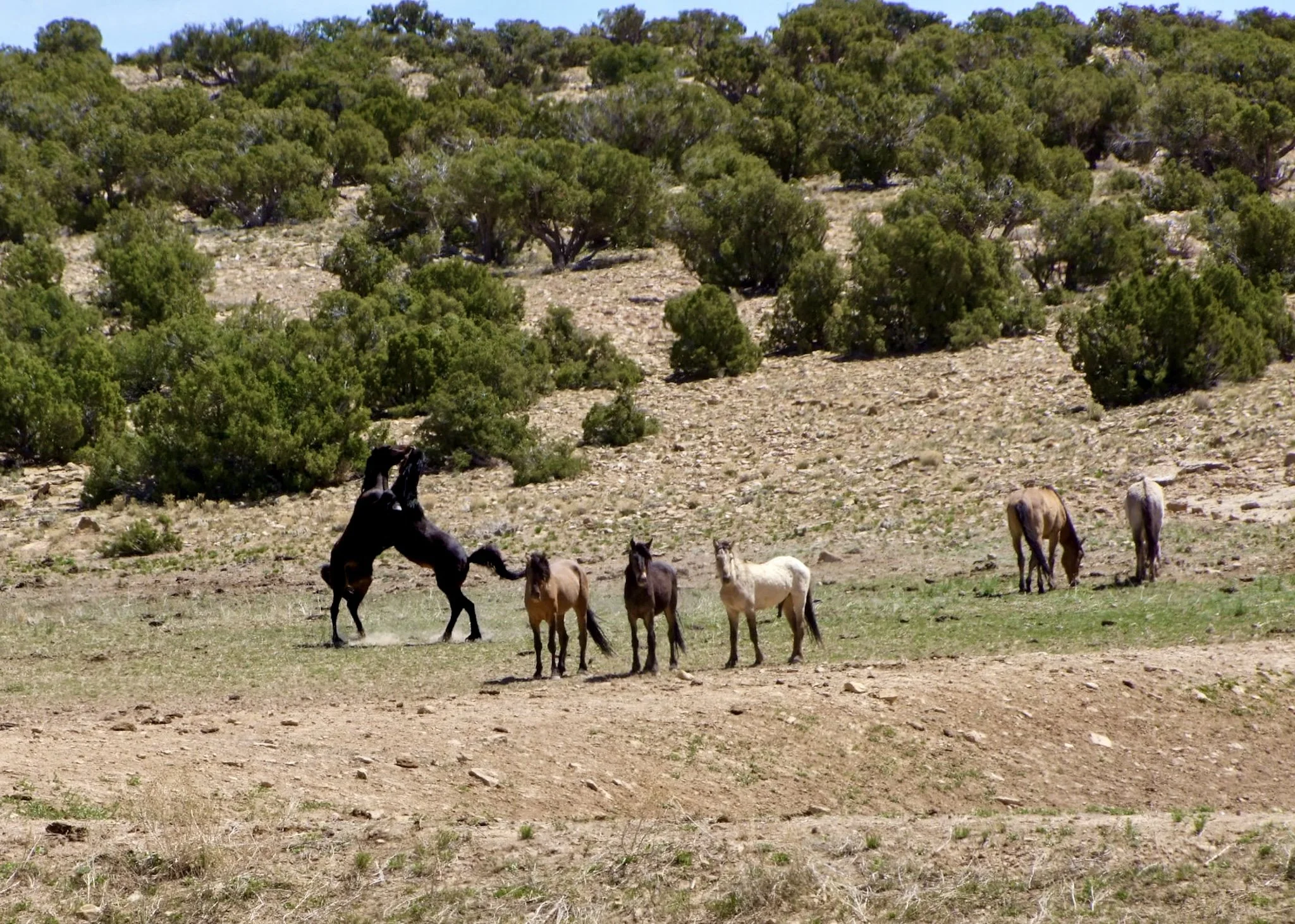 "We found wild horses along a remote stretch here. It was a gift to watch them for a while."
San Rafael Swell, Utah
Photo and reflection by: Traci Schuck