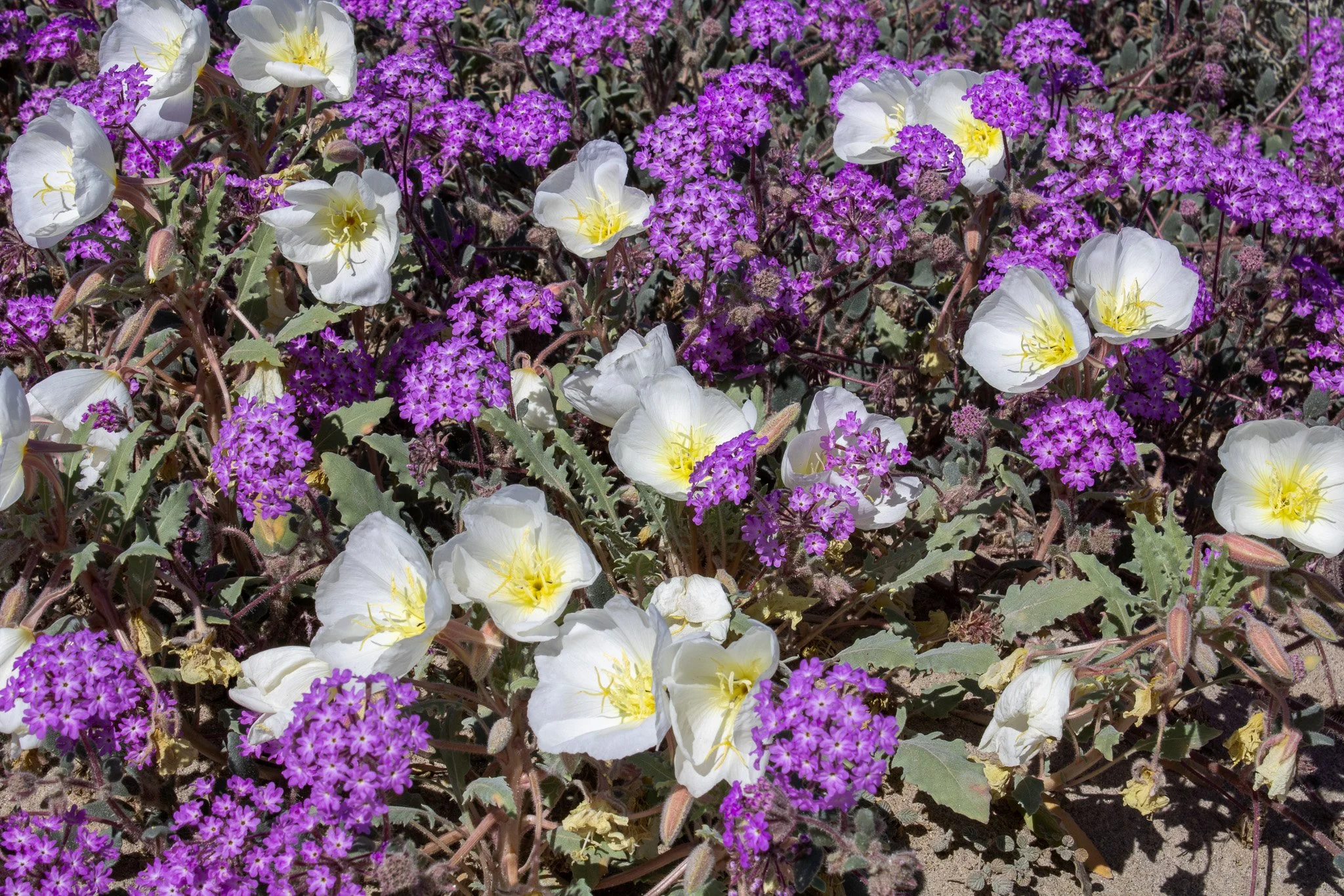 Anza Borrego in a super bloom, photo by: Traci Schuck