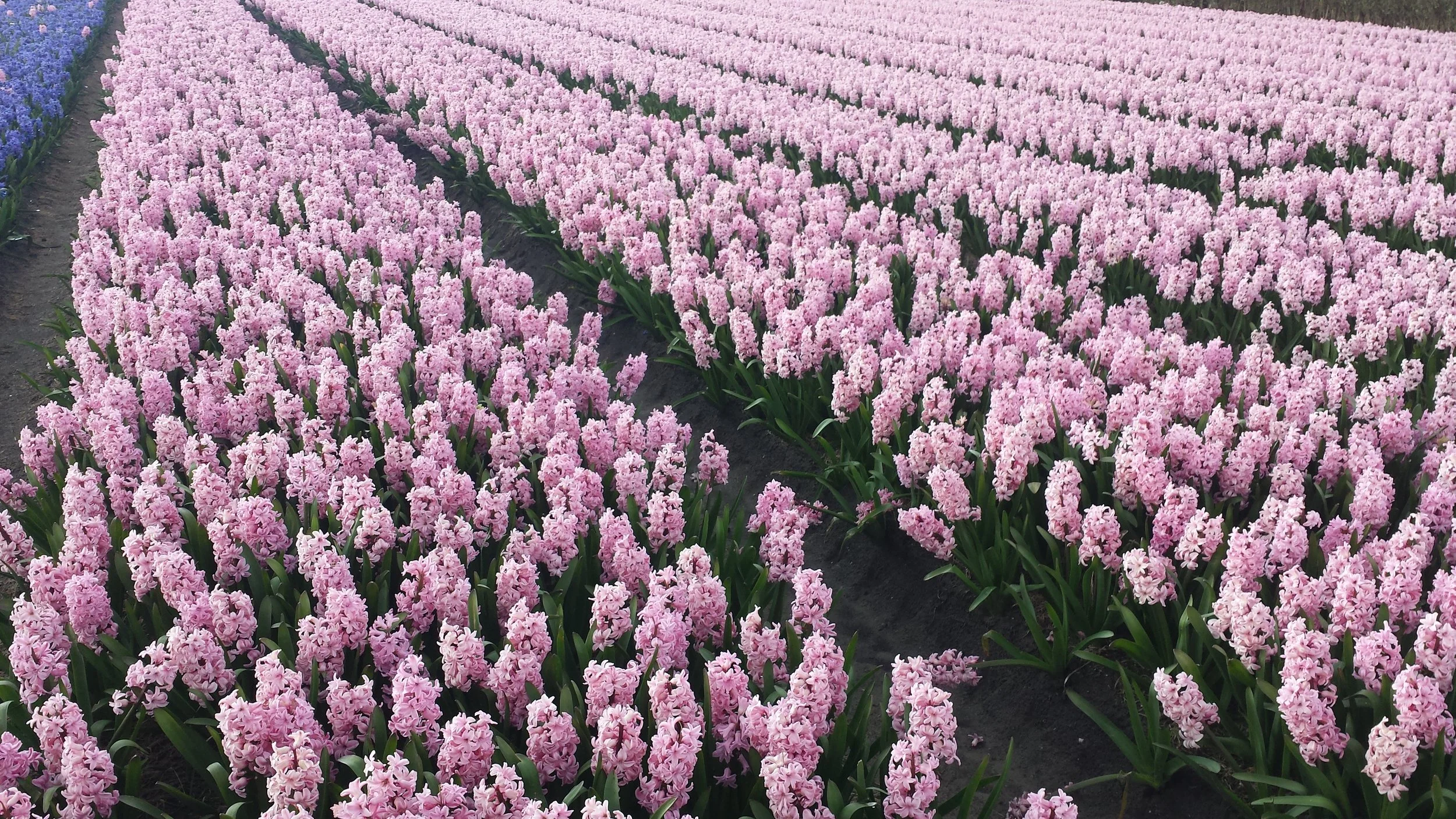 Keukenhof Gardens, Lisse Netherlands, photo by: Traci Schuck