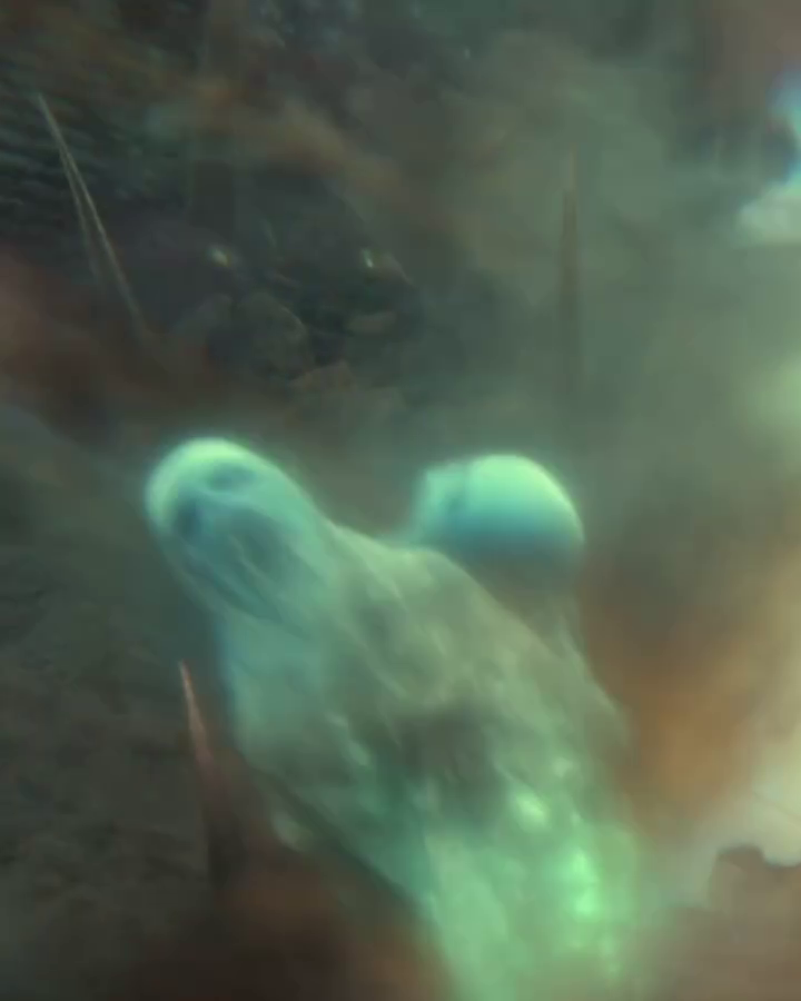 vlcsnap-2024-02-28-23h50m49s058.png