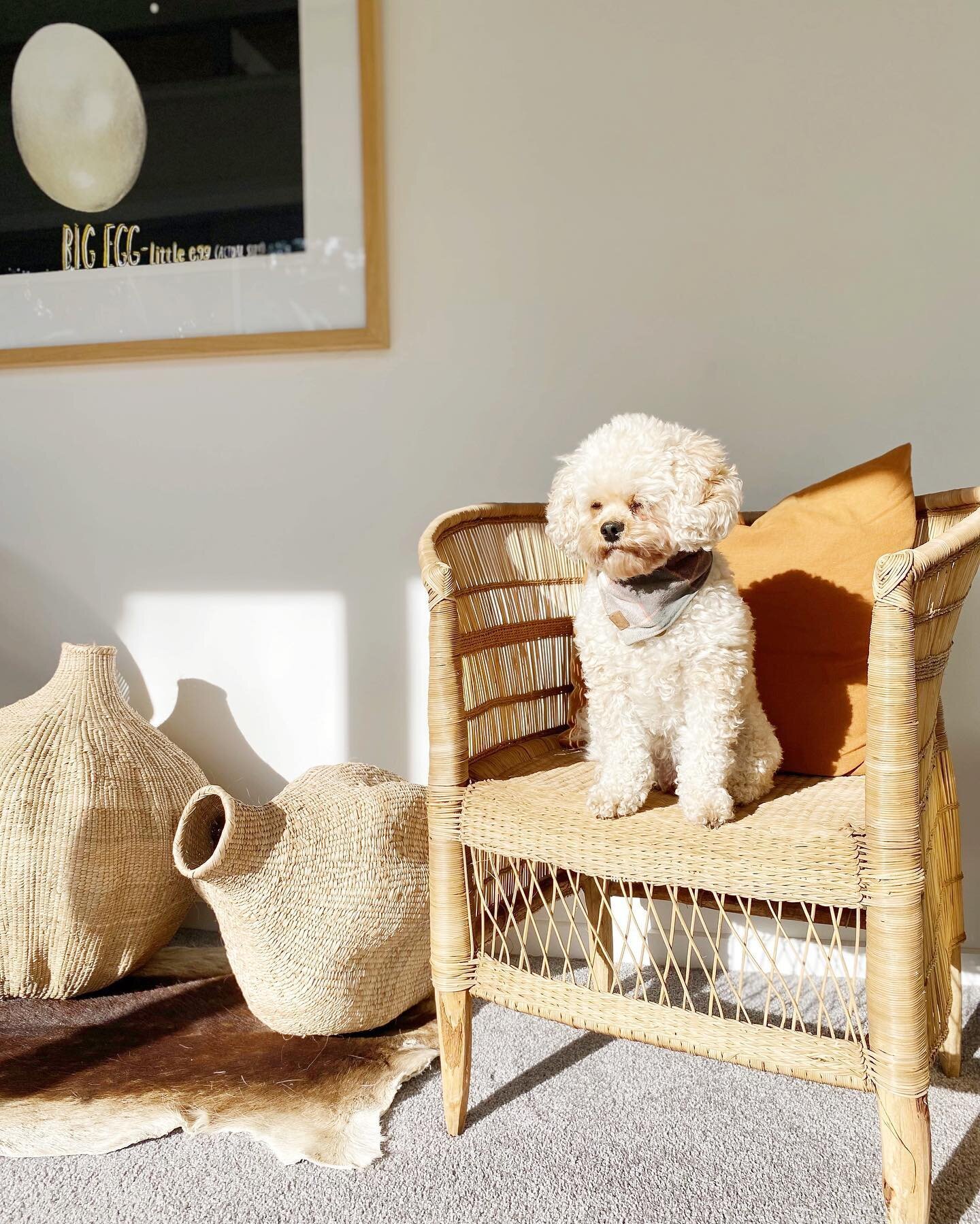 Miss Goldie bathing in the spring sunshine☀️

Always a good time for a &lsquo;spring clean&rsquo; &amp; getting your home ready for some beautiful months ahead ☀️

@katyrollestondesign