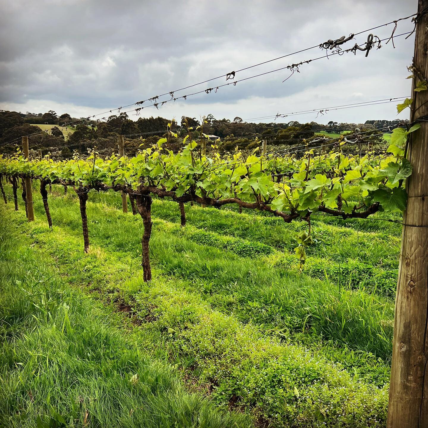 Springtime in the vineyard 🥰 🐝🌱