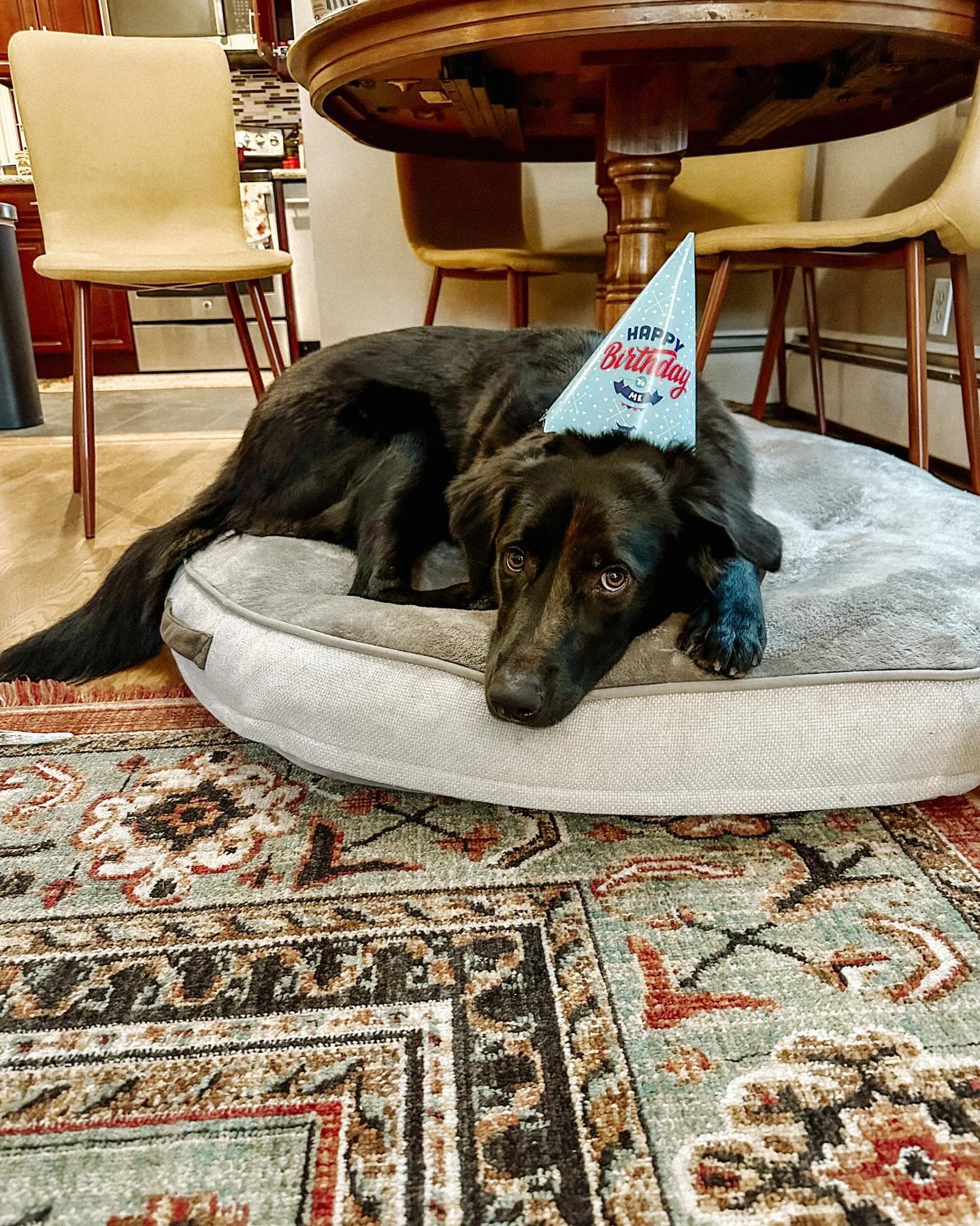 To our sweet Tugboat on his 1st birthday. I had no idea I could love a pup as much as I love you. Since adopting you in May, everyday has become a little bit brighter. ❤️✨🐾 Thank you @seattlehumane for bringing this light into our lives.