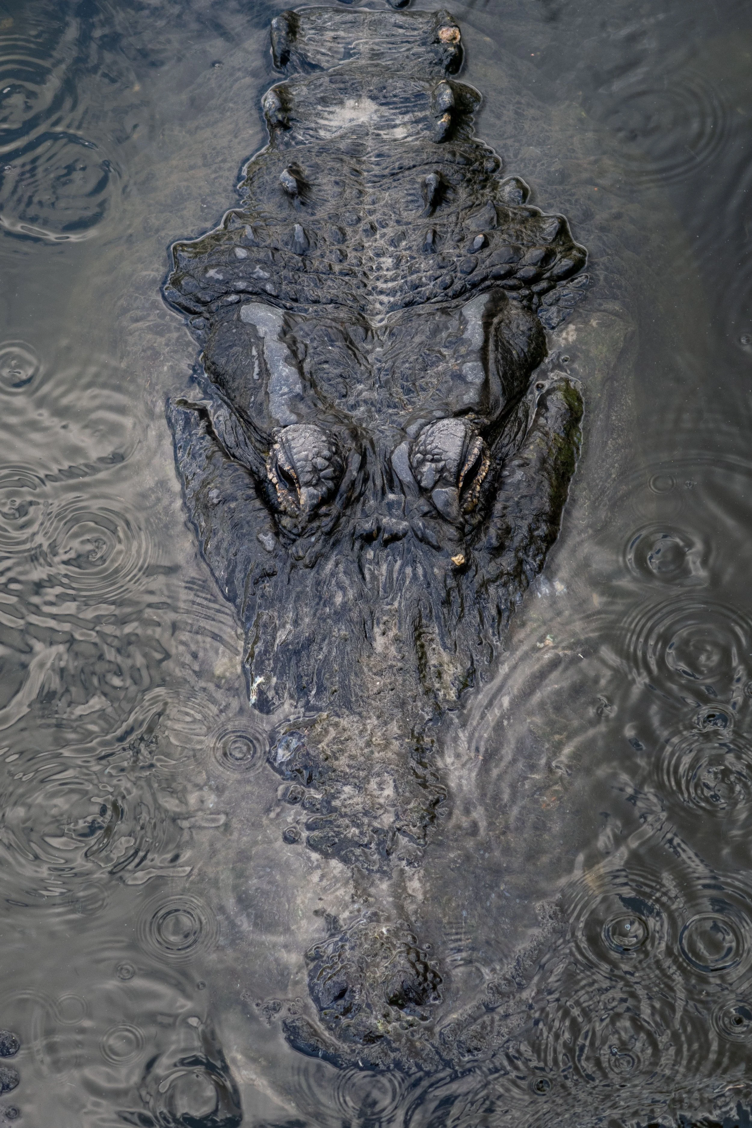 20210611173655229 Gatorland.jpg