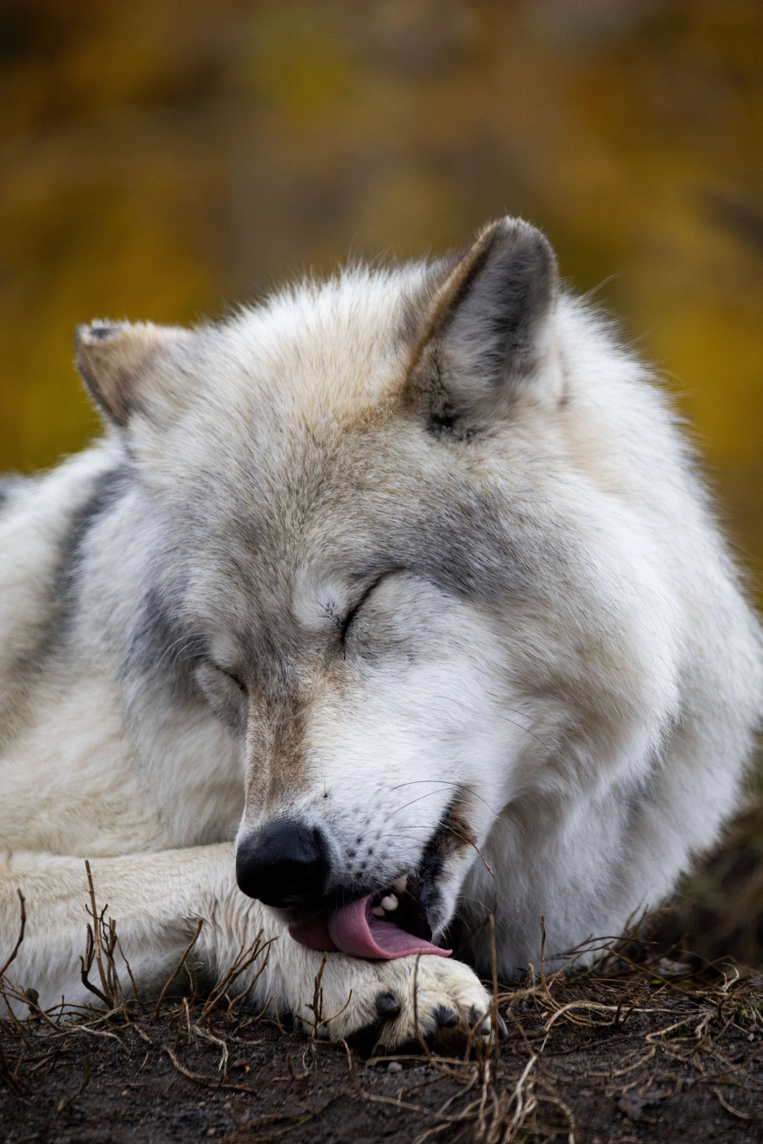 20231023163654359 Yellowstone-Enhanced-NR.jpg