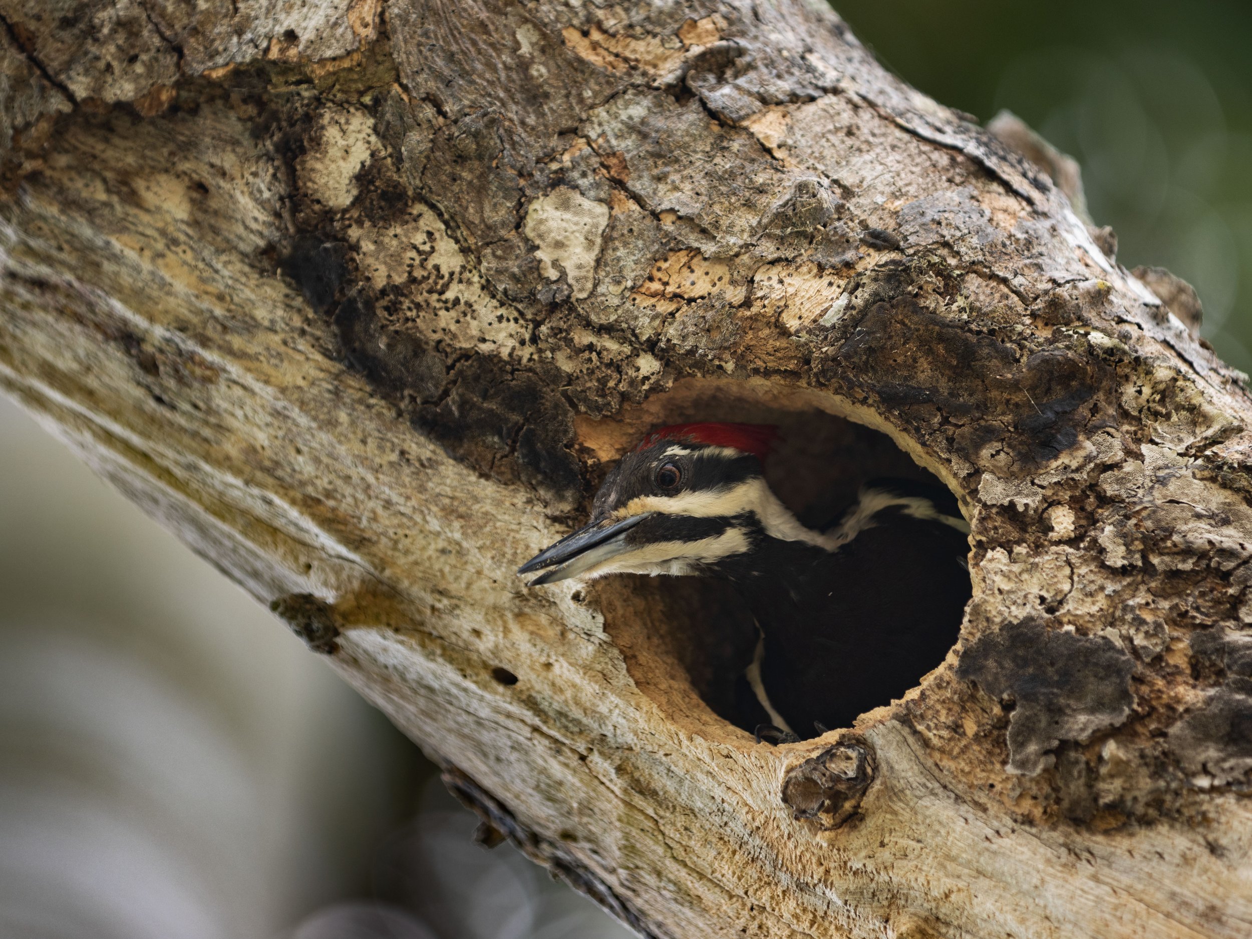 20220404130202267 Everglades.jpg