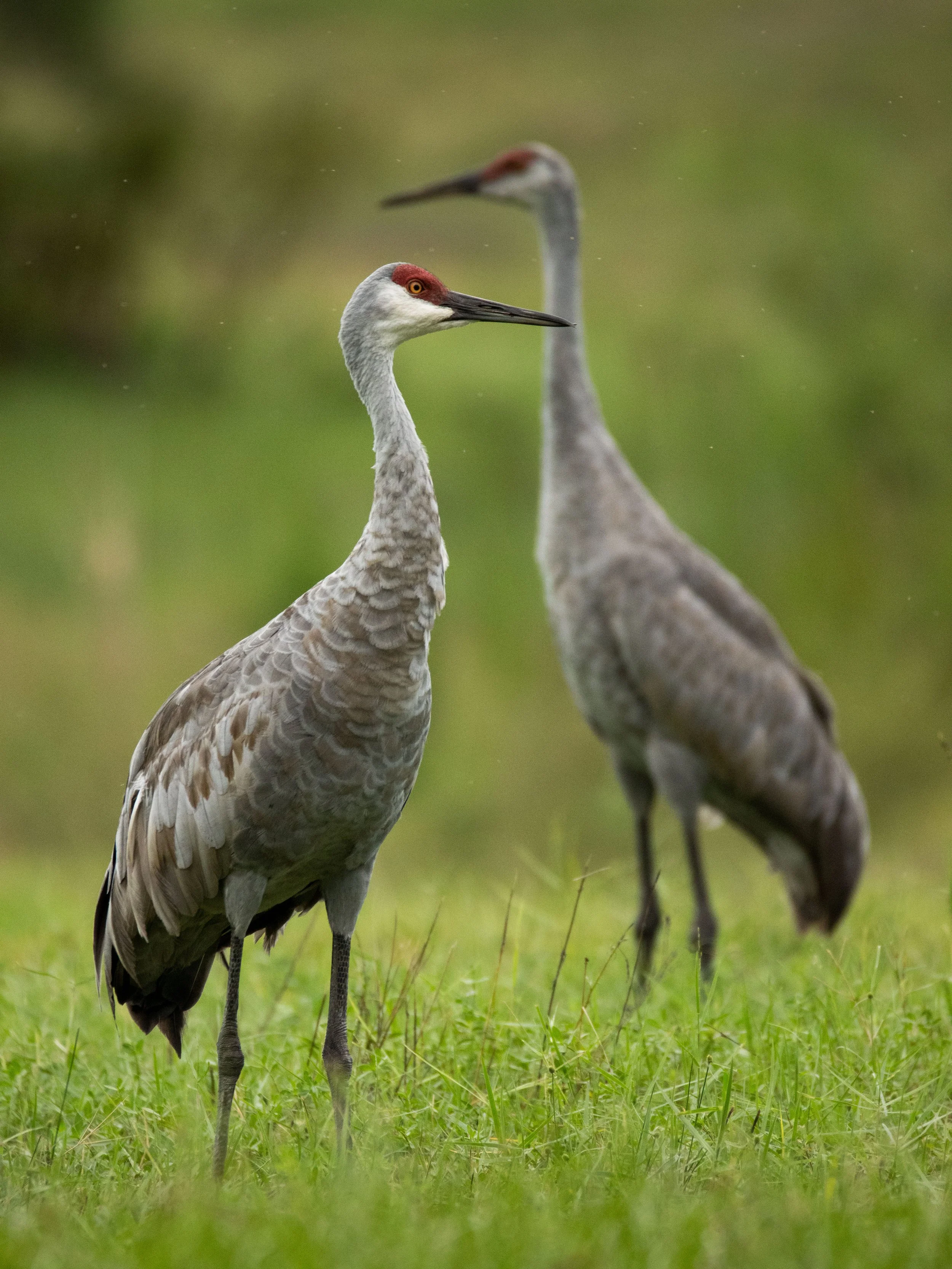 20210903181532192 Cranes.jpg