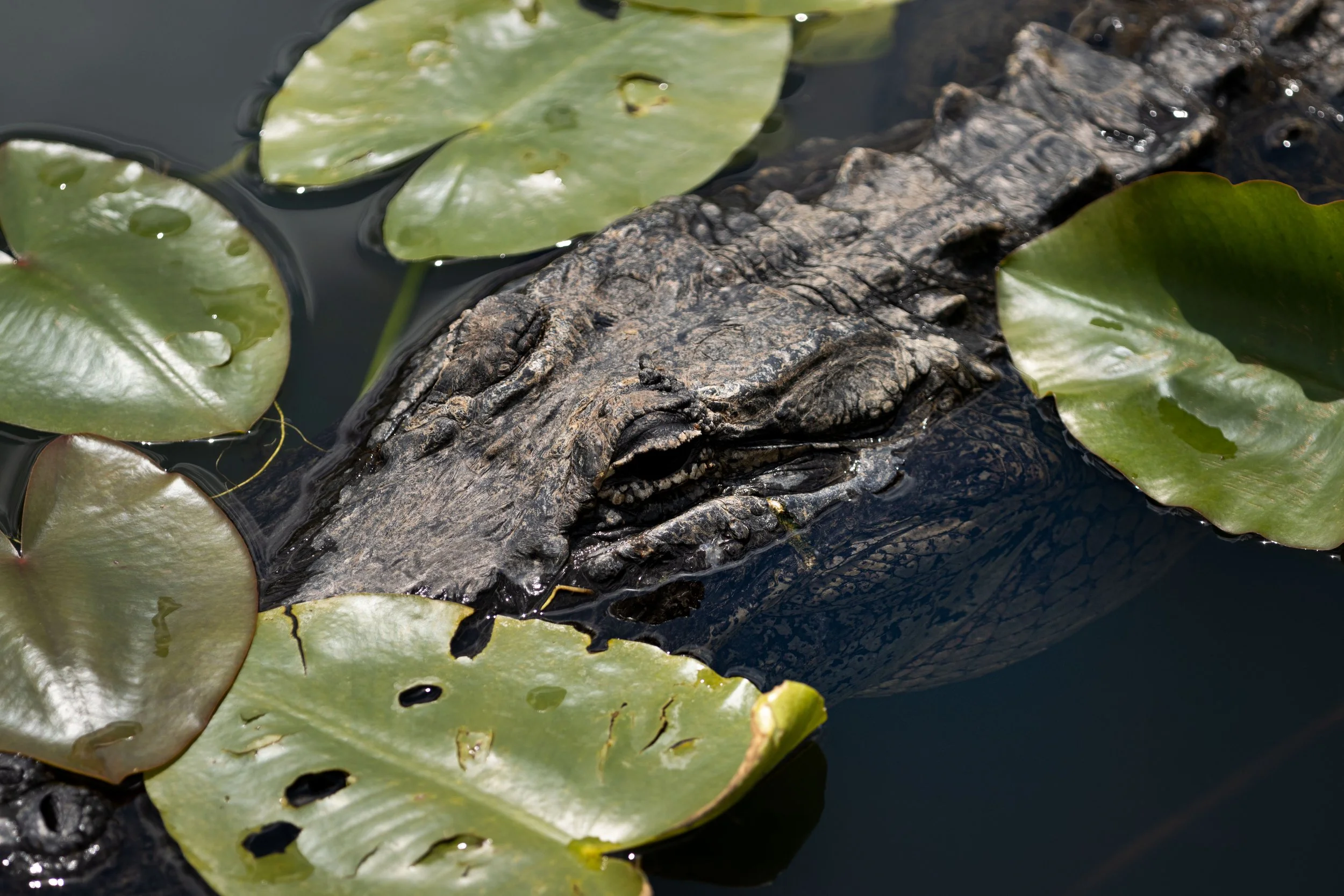 20220404132240132 Everglades.jpg