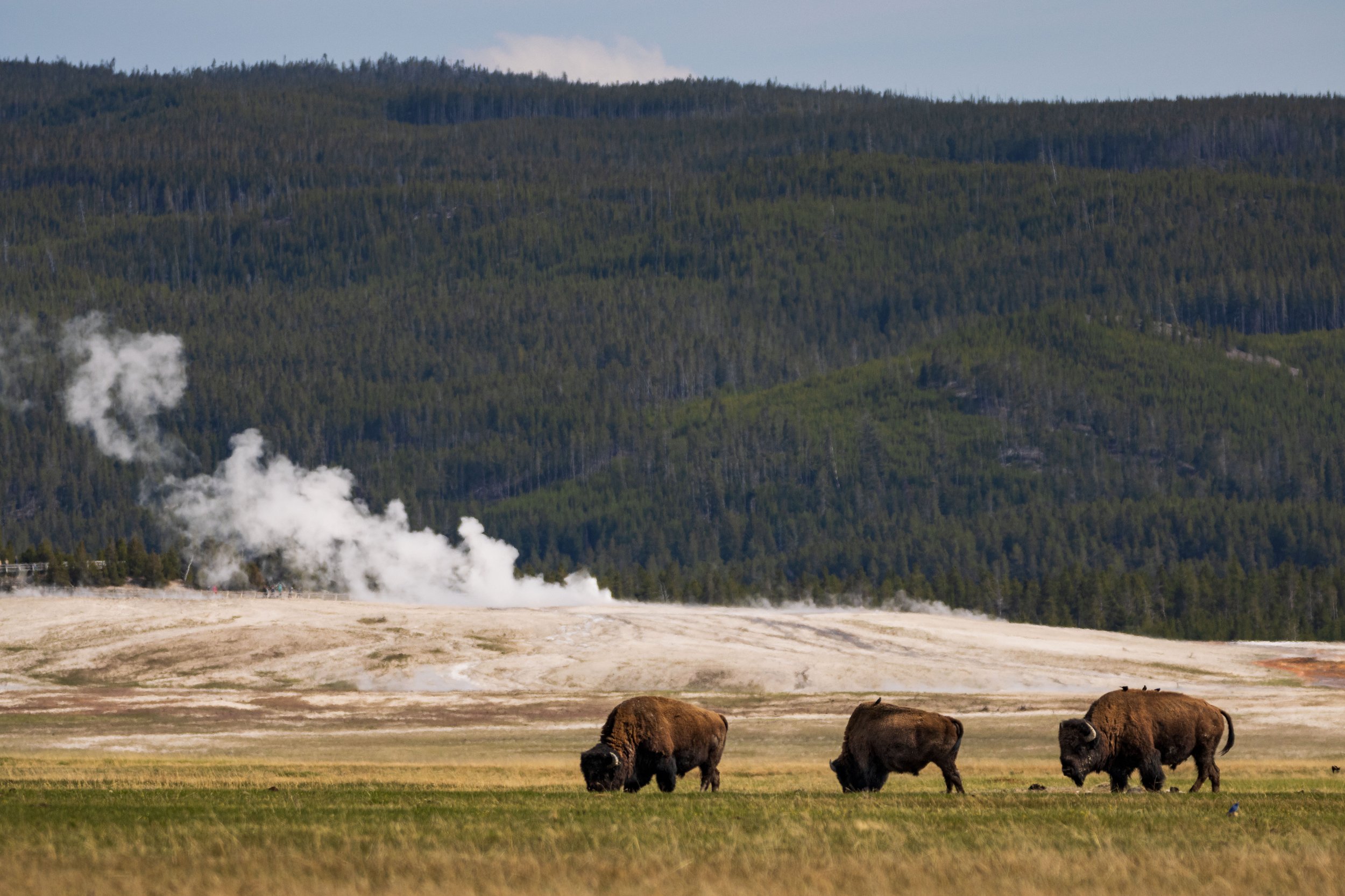 20210527184859468 Bison.jpg