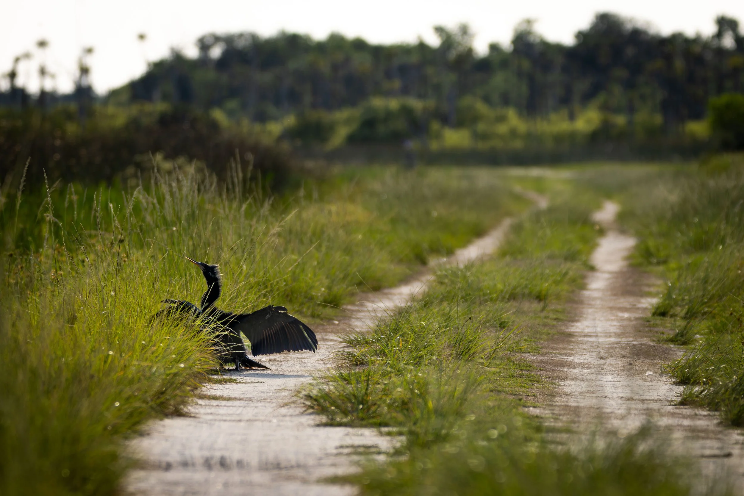 20250523184427456 Orlando Wetlands.jpg