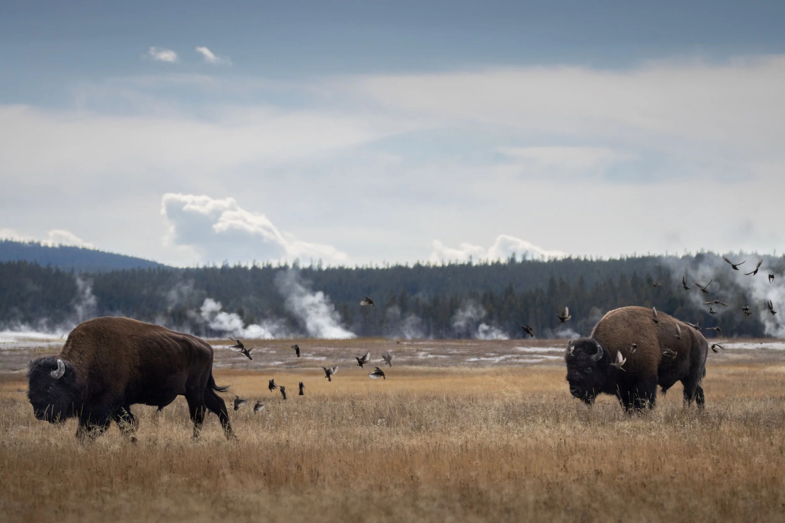 20231021150656467 Yellowstone-Enhanced-NR-1.jpg