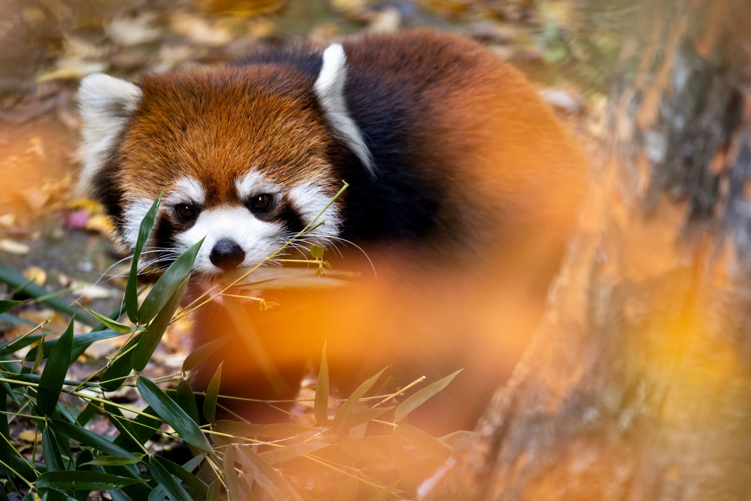 20251111123901185 Cincinatti Zoo.jpg