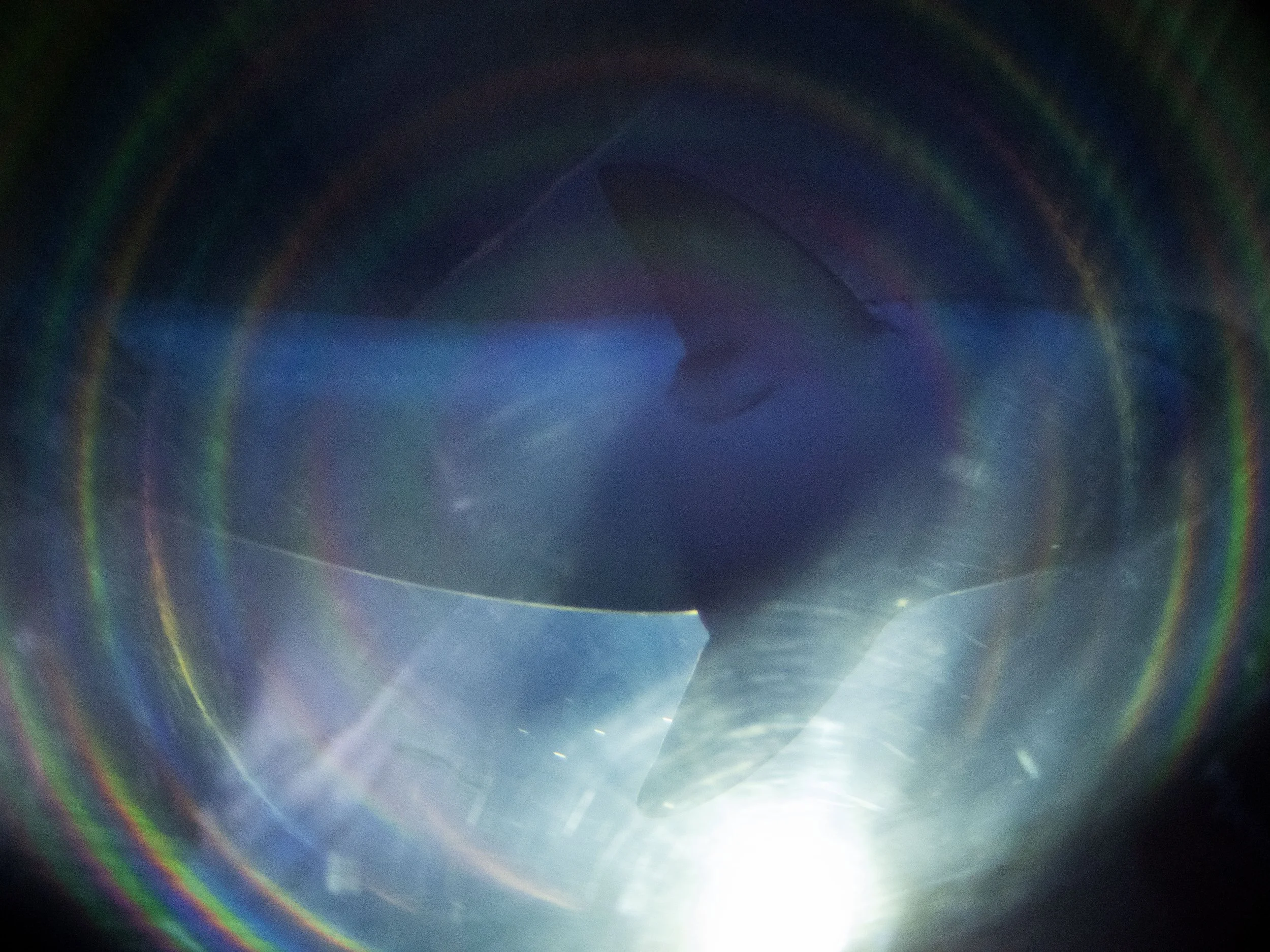20220507071101625 Georgia Aquarium.jpg