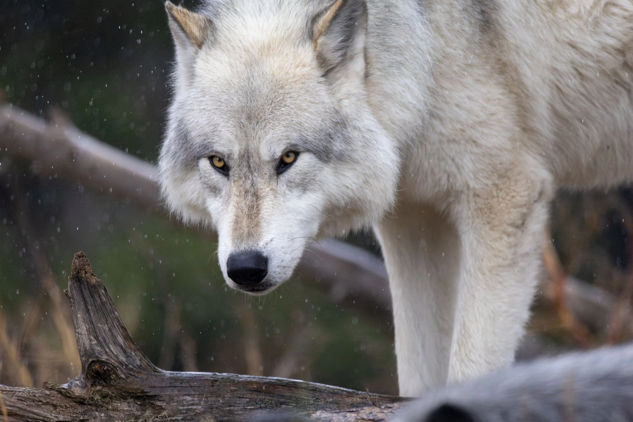 20231023171720057 Yellowstone-Enhanced-NR.jpg