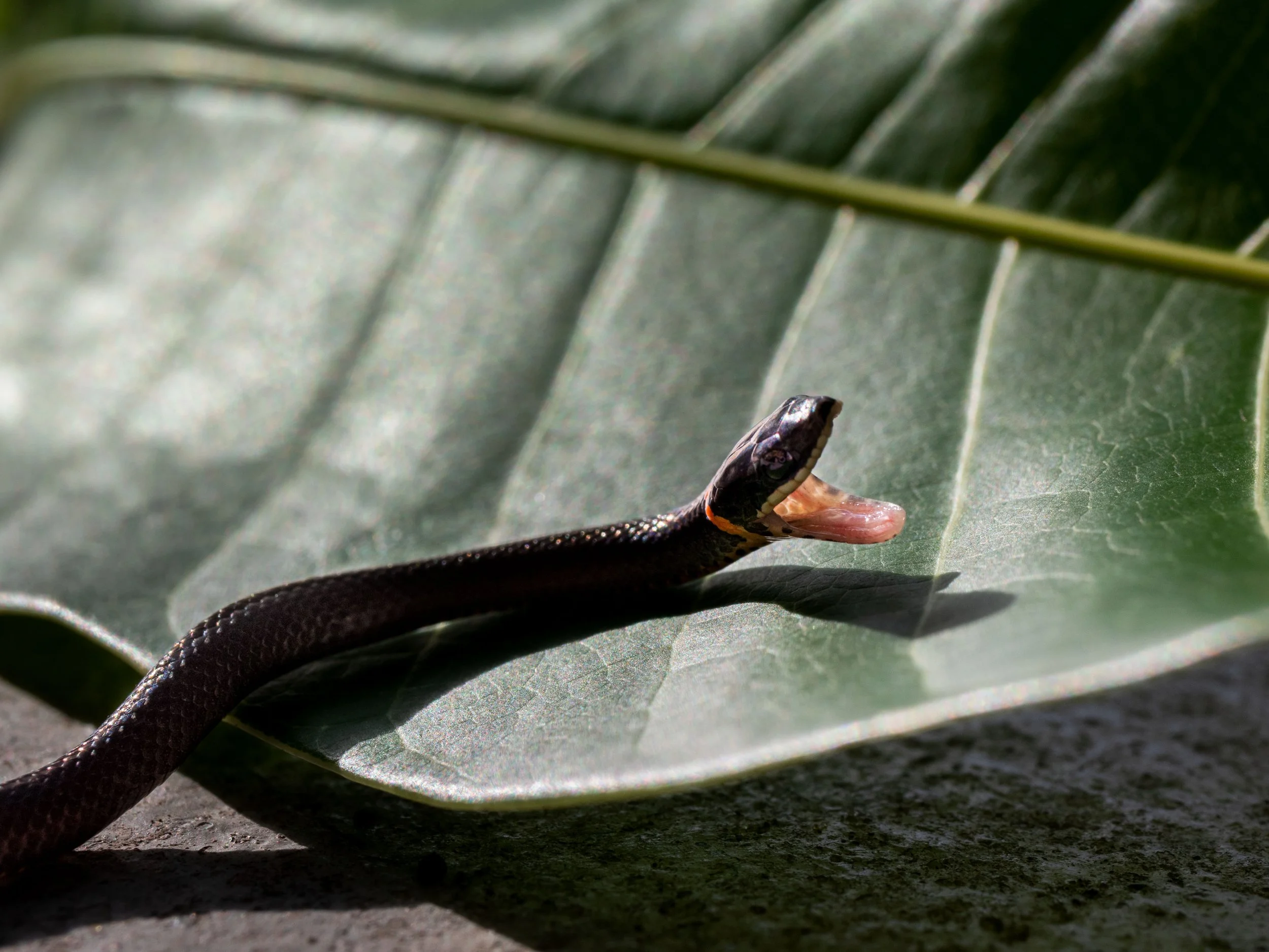 20220718171755008 Ring Neck Snake.jpg