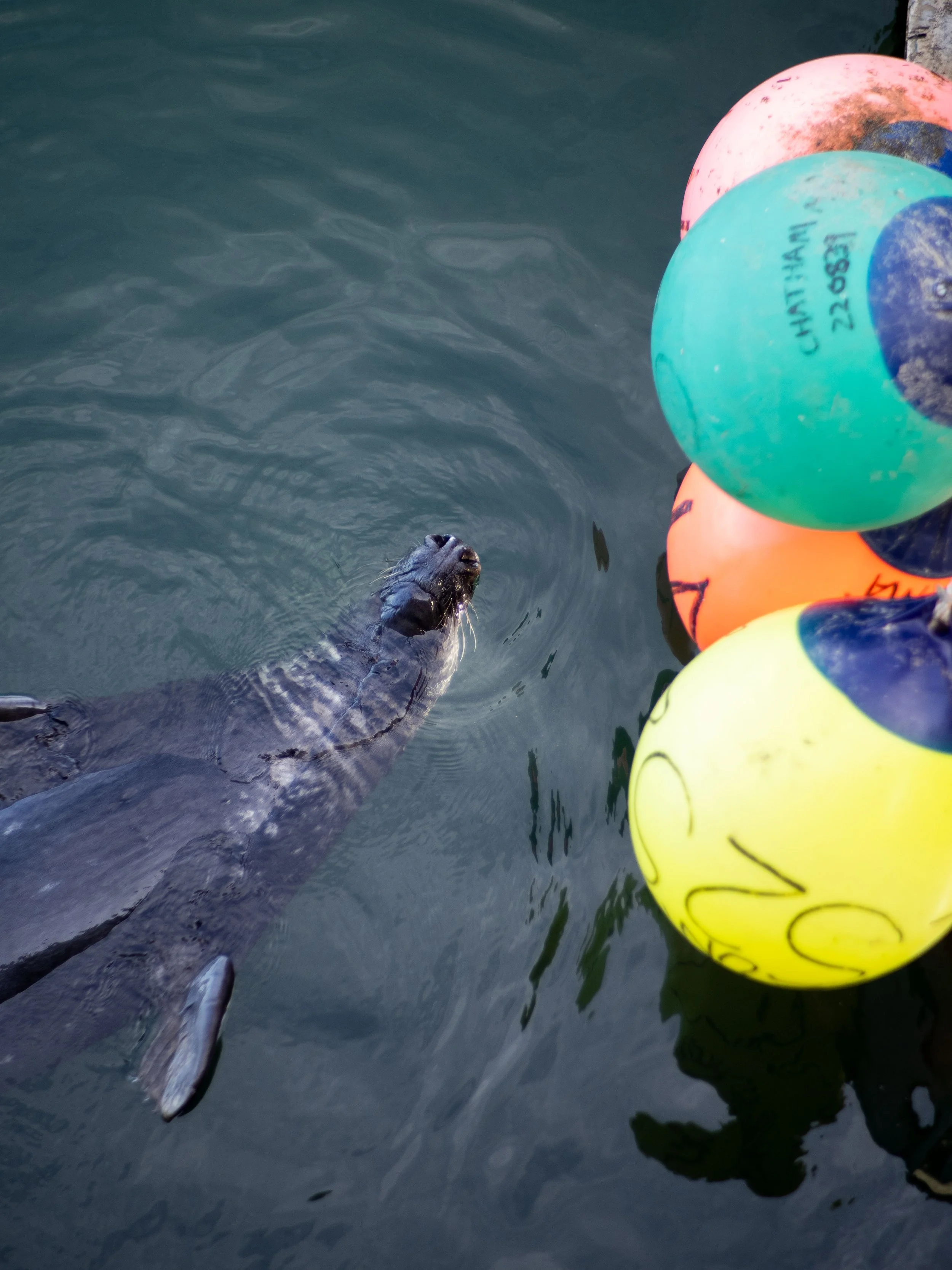 20220928021346078 Chatham Pier Fish Market.jpg