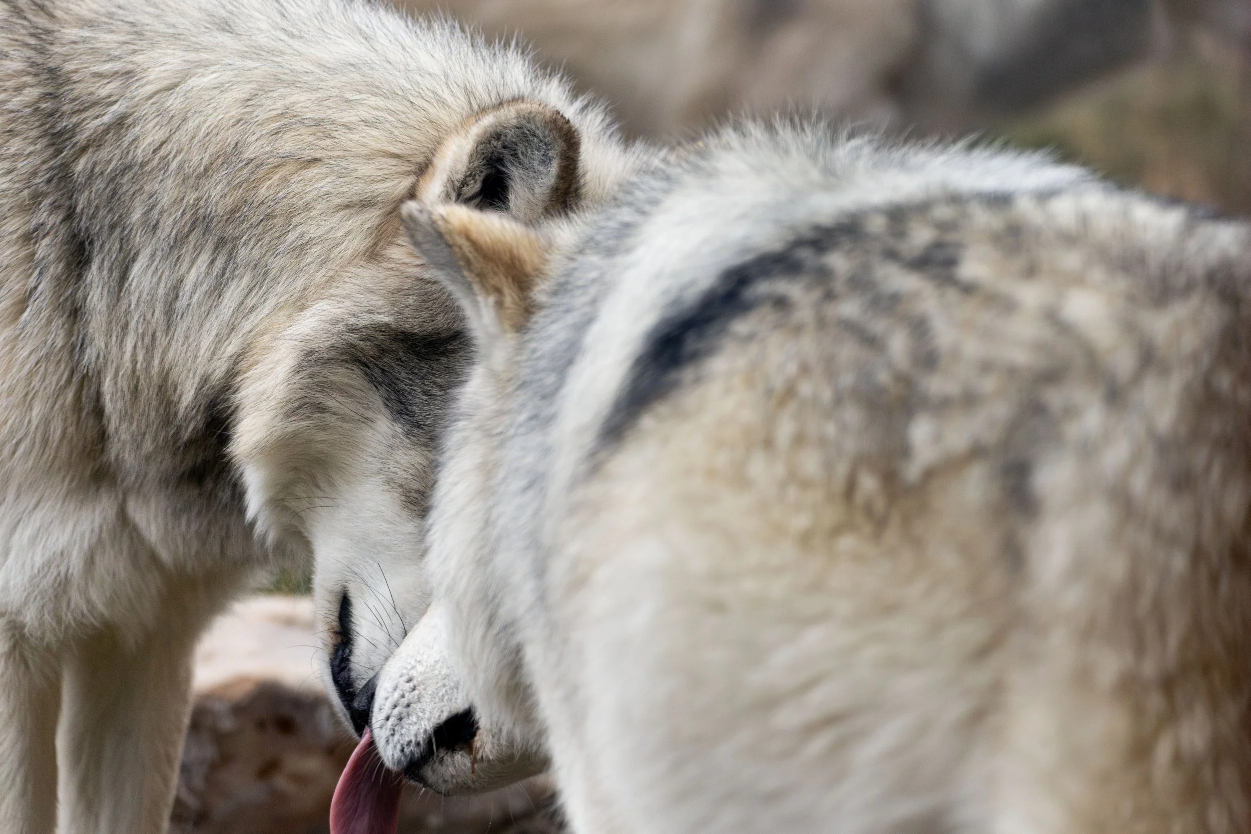 20231023163100188 Yellowstone-Enhanced-NR.jpg