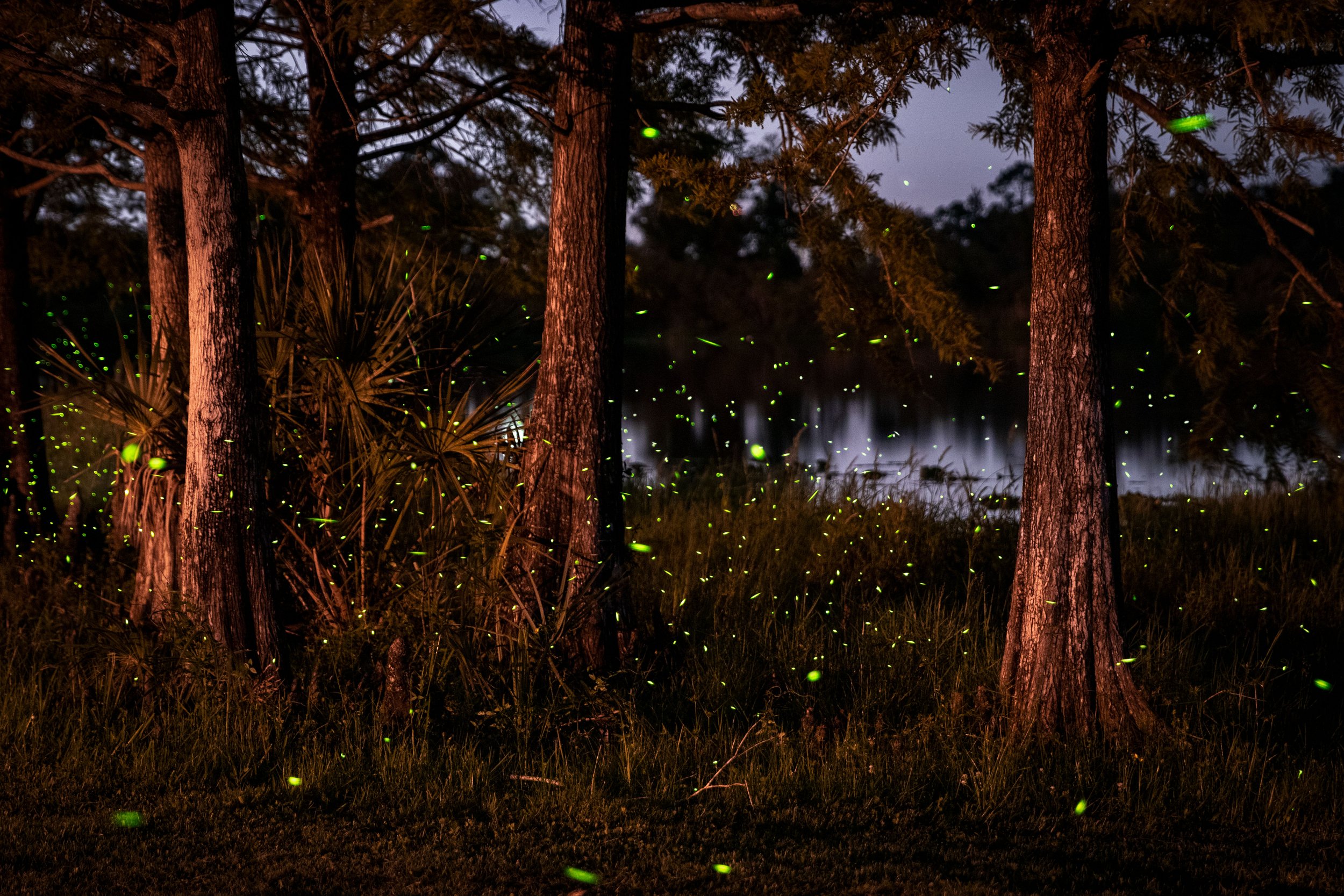 20200713212047078 Fox Lake Fireflies.jpg