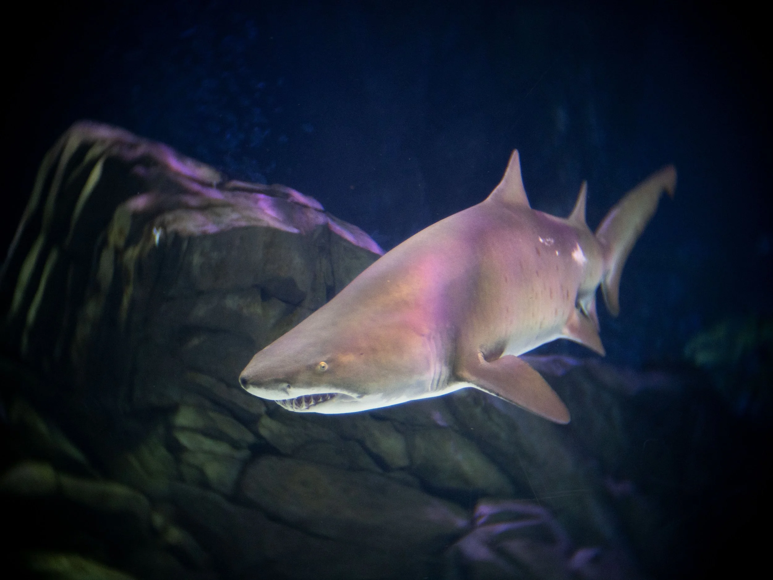 20220507071351669 Georgia Aquarium.jpg