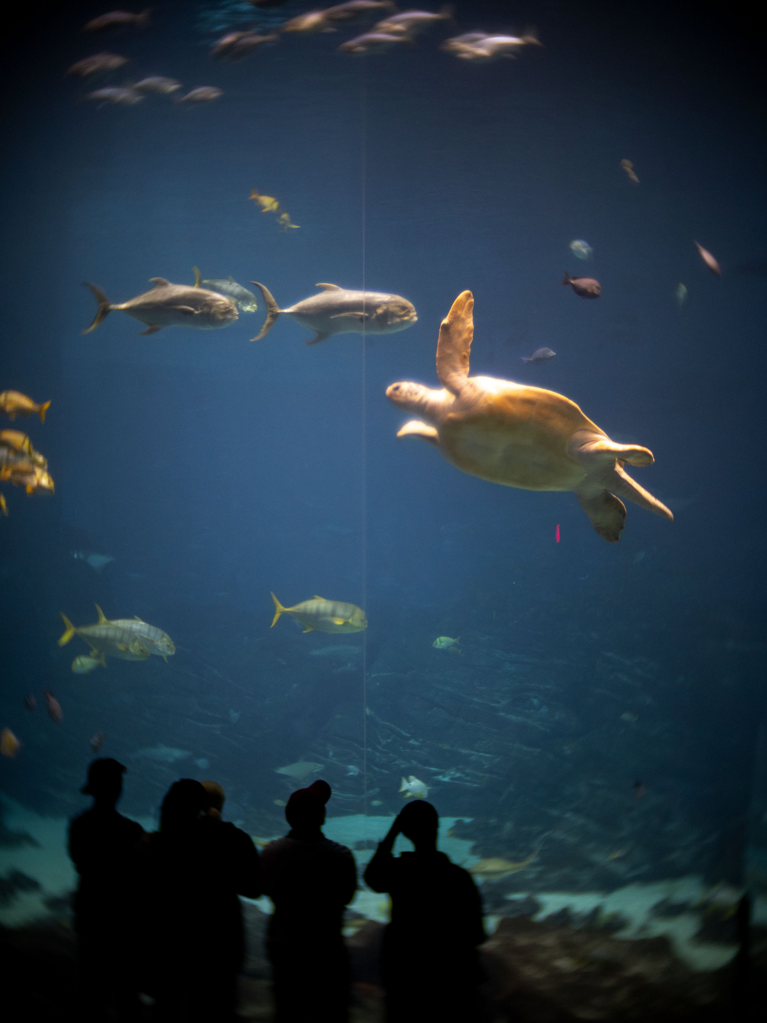 20220507063006421 Georgia Aquarium.jpg
