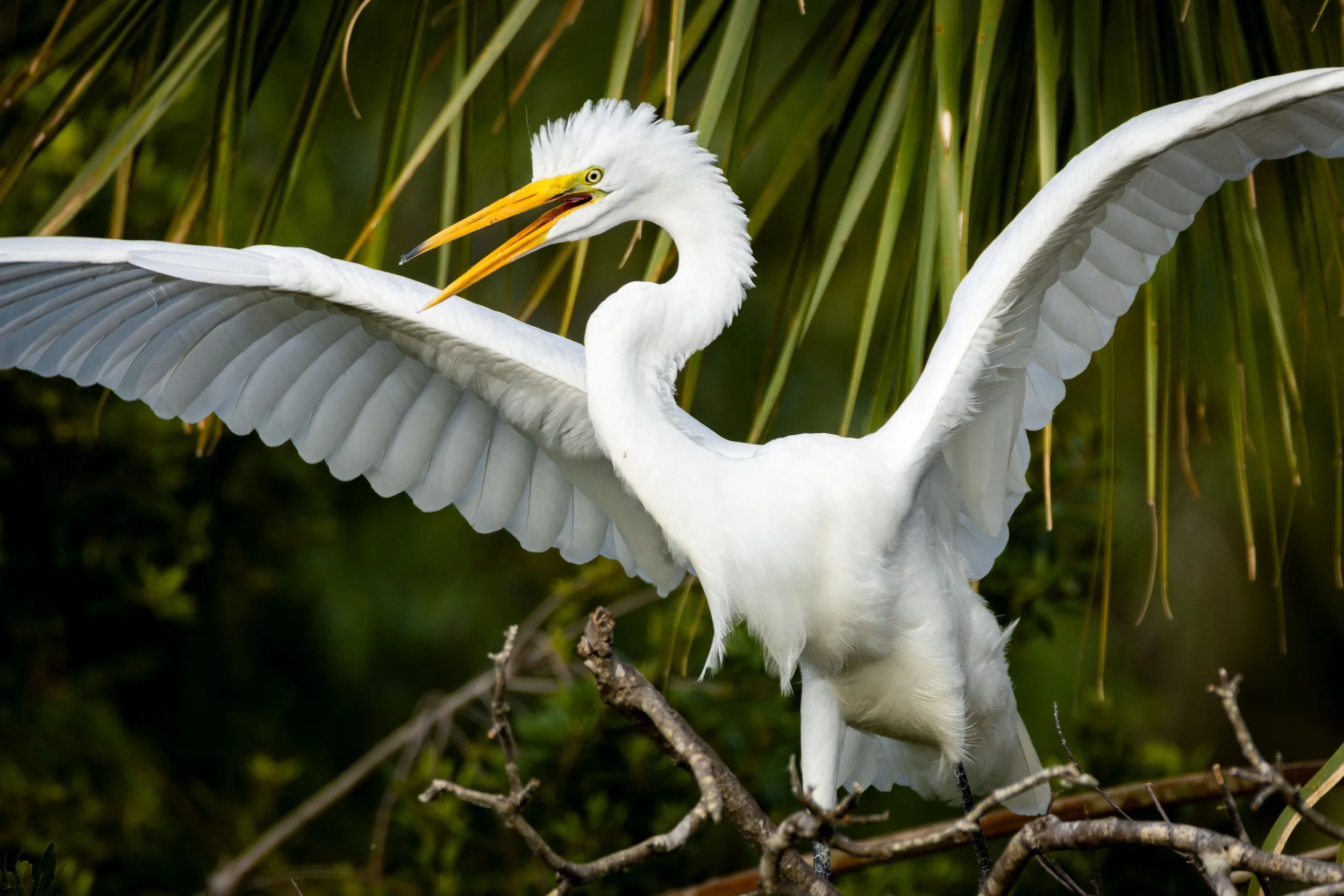 20250523182840327 Orlando Wetlands.jpg