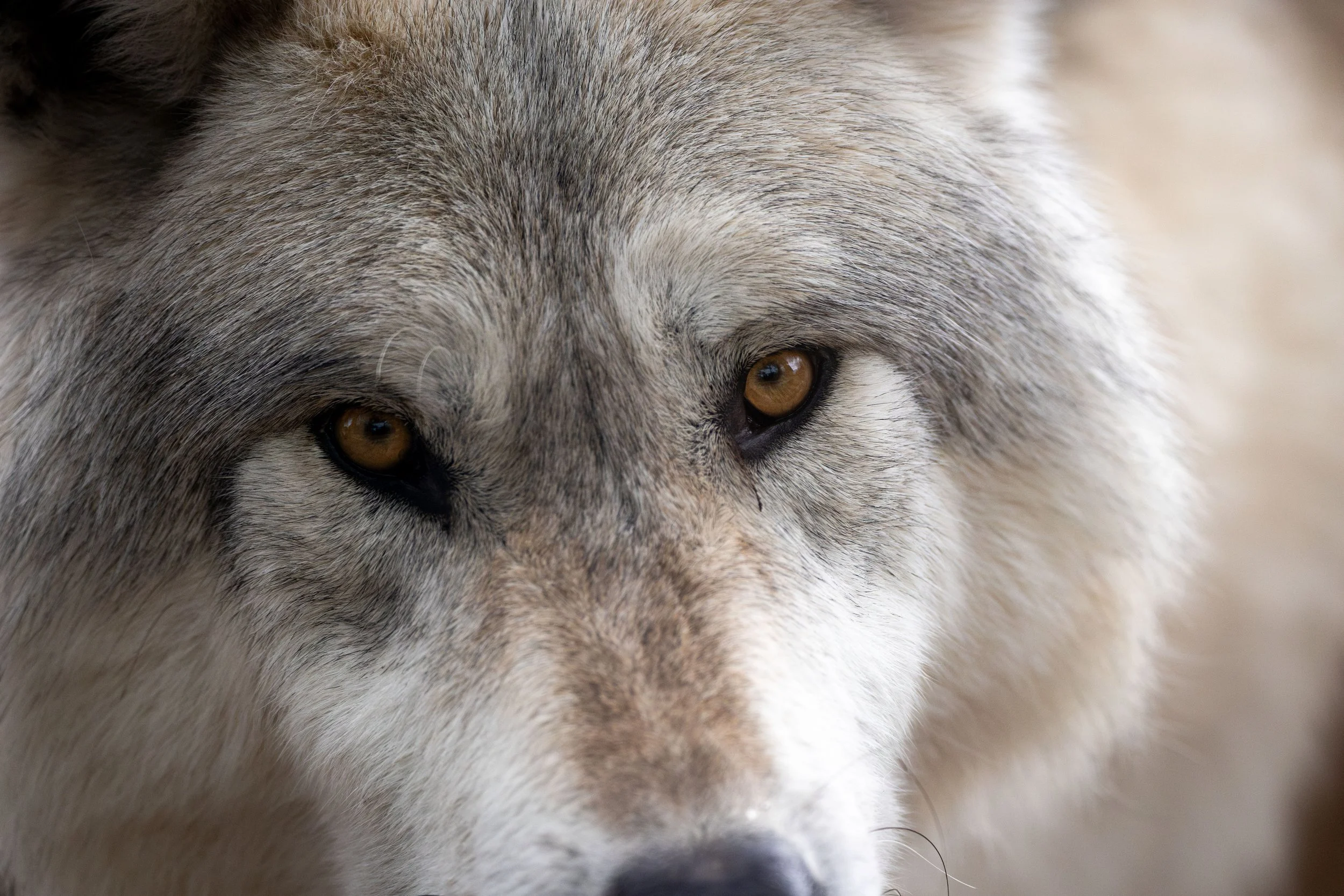 20231023163421246 Yellowstone-Enhanced-NR.jpg