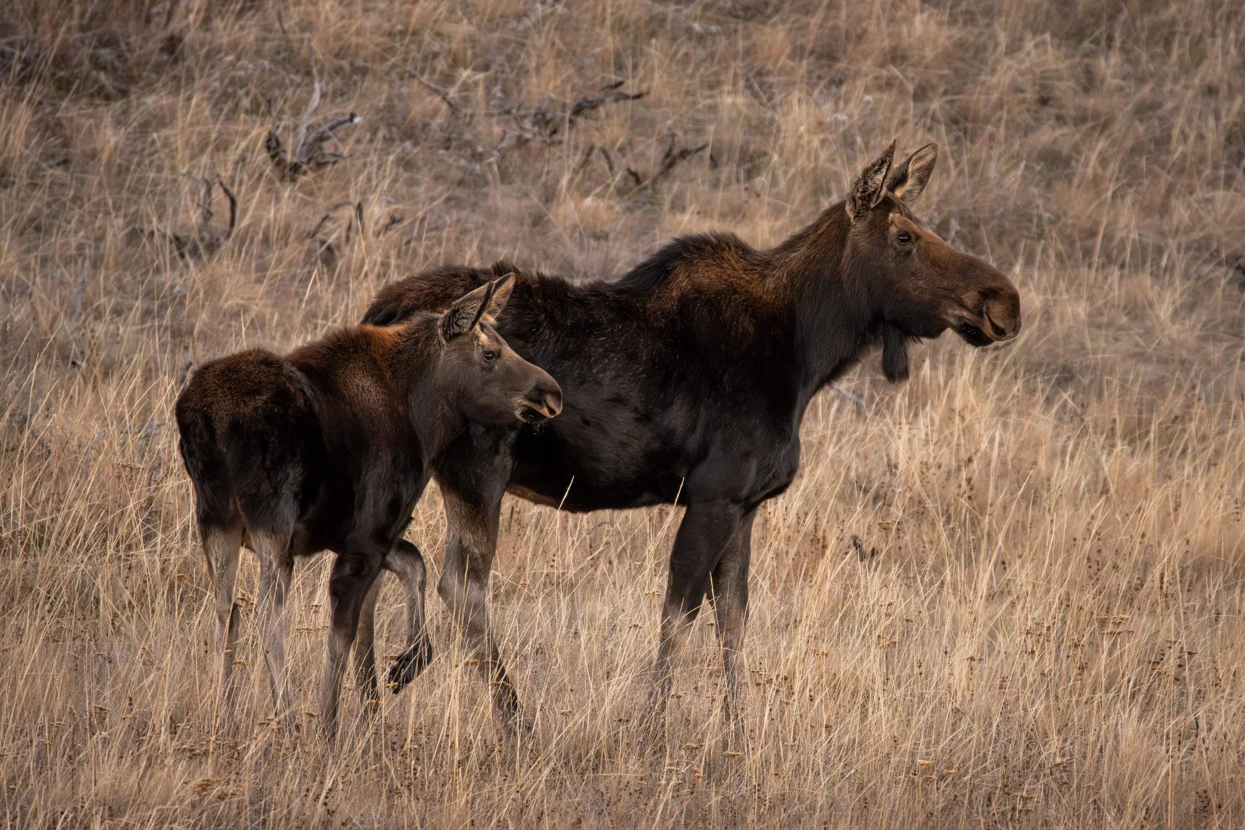 20251021203927039 Moose.jpg