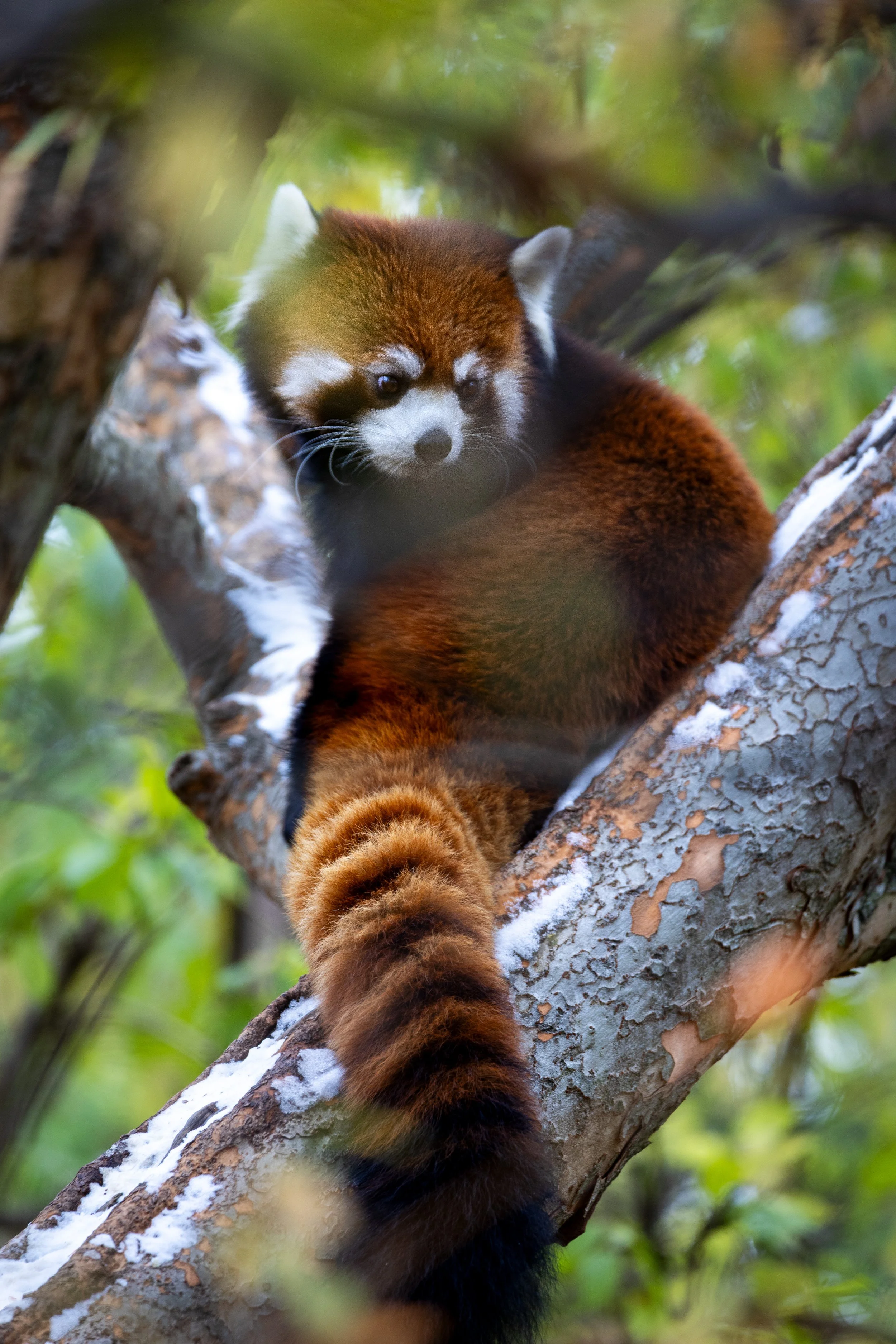 20251111142934134 Cincinatti Zoo.jpg