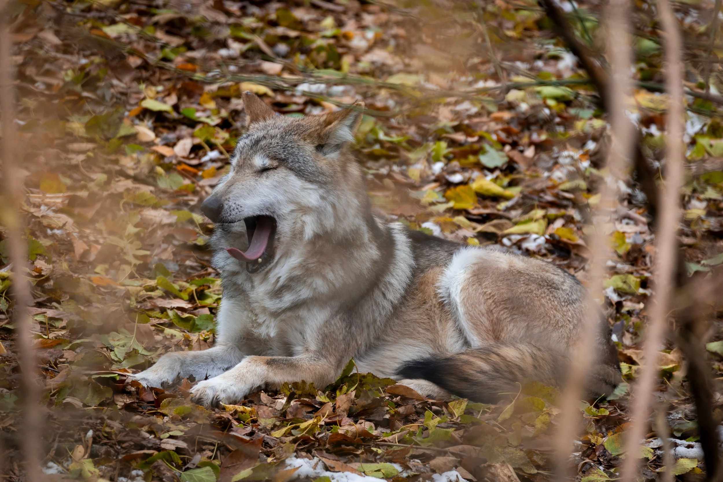 20251111141438897 Cincinatti Zoo.jpg