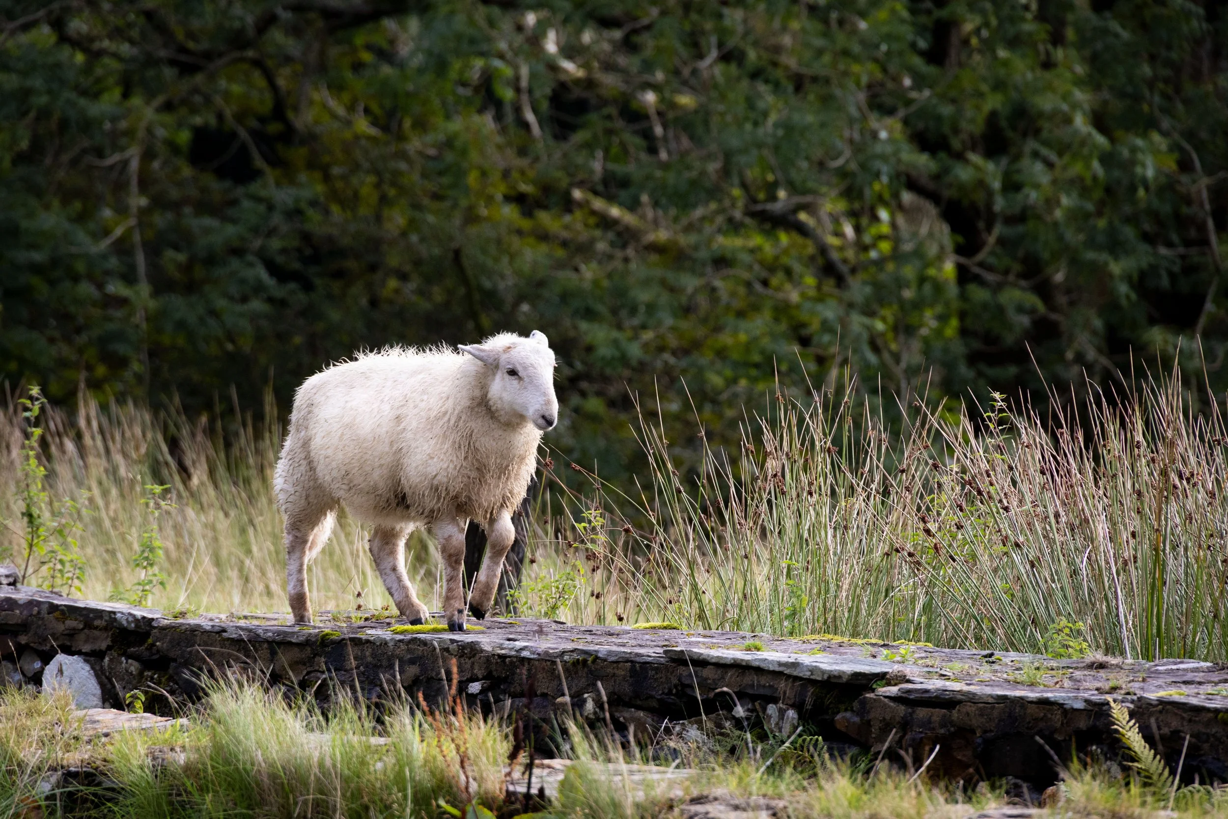 20230914055403165 Caernarfon.jpg