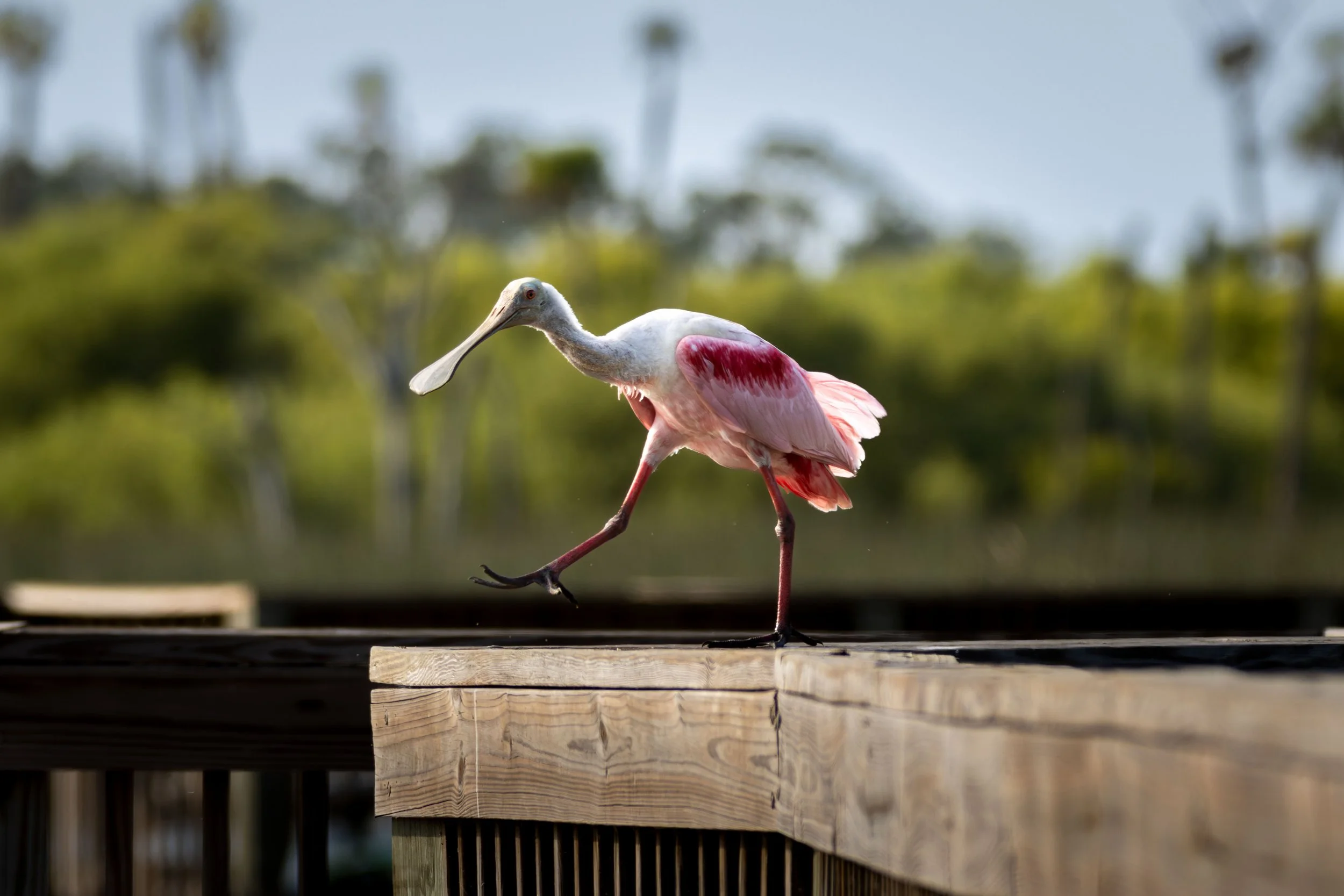20250523183349374 Orlando Wetlands.jpg