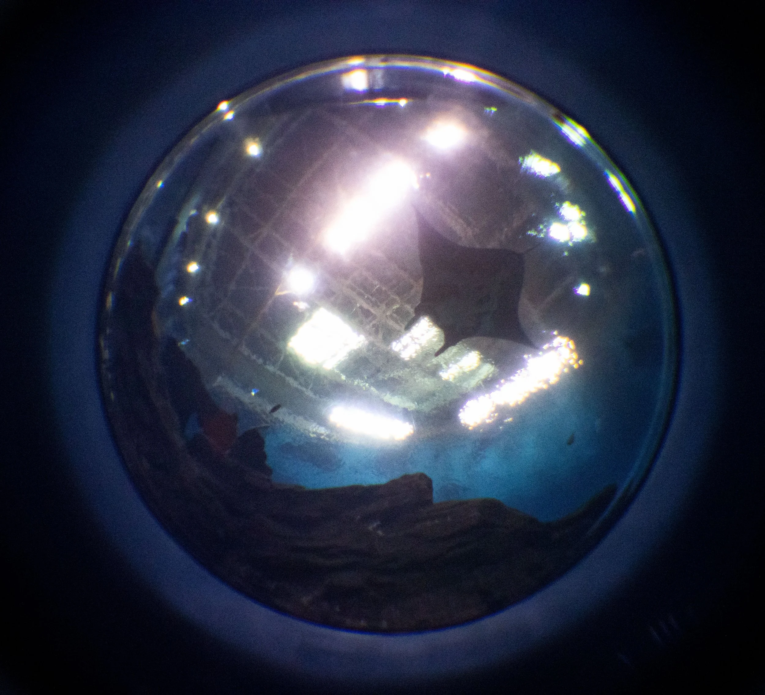 20220507061639319 Georgia Aquarium.jpg
