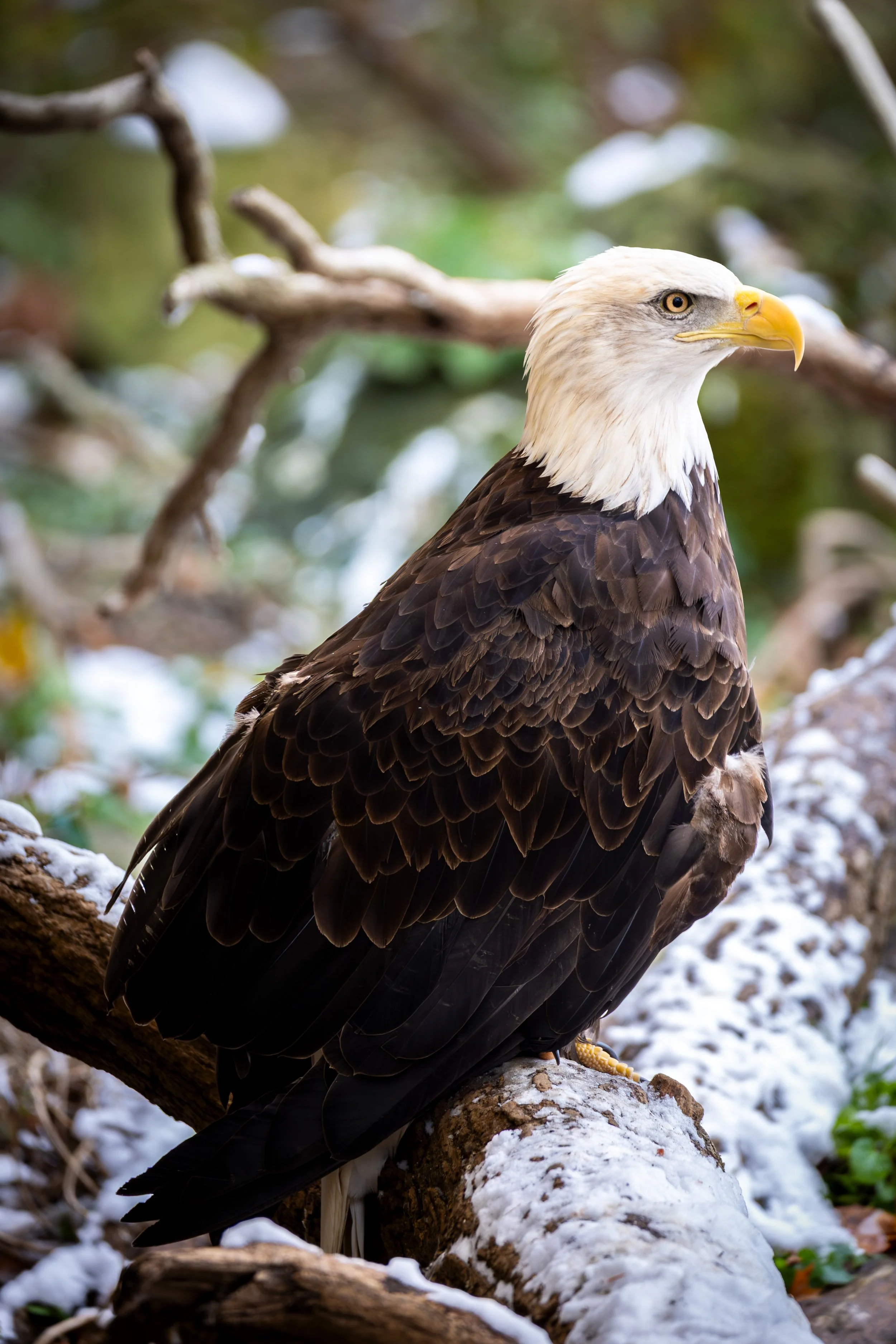 20251111143412196 Cincinatti Zoo.jpg