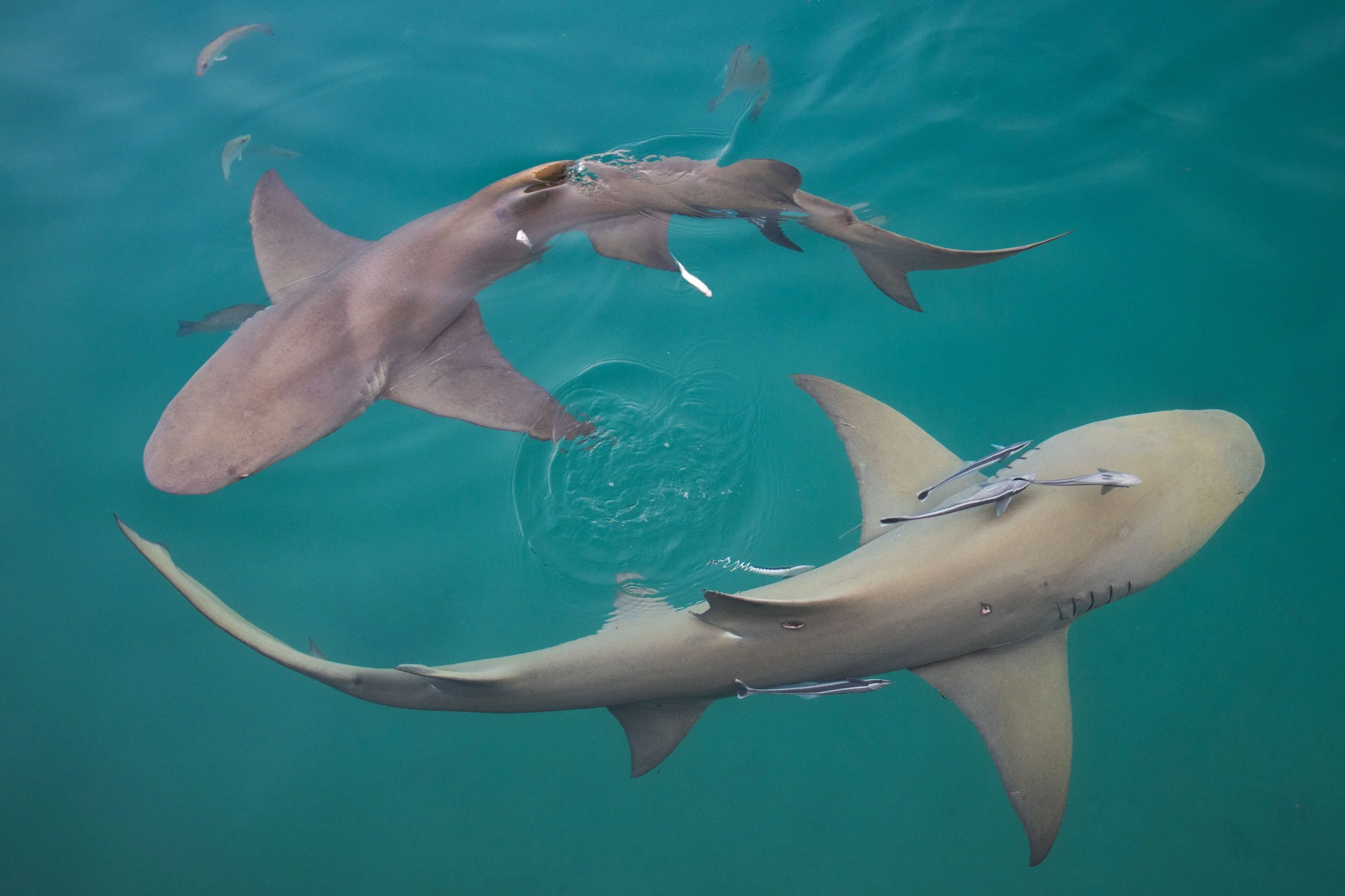 20220402193818476 Dry Tortugas.jpg