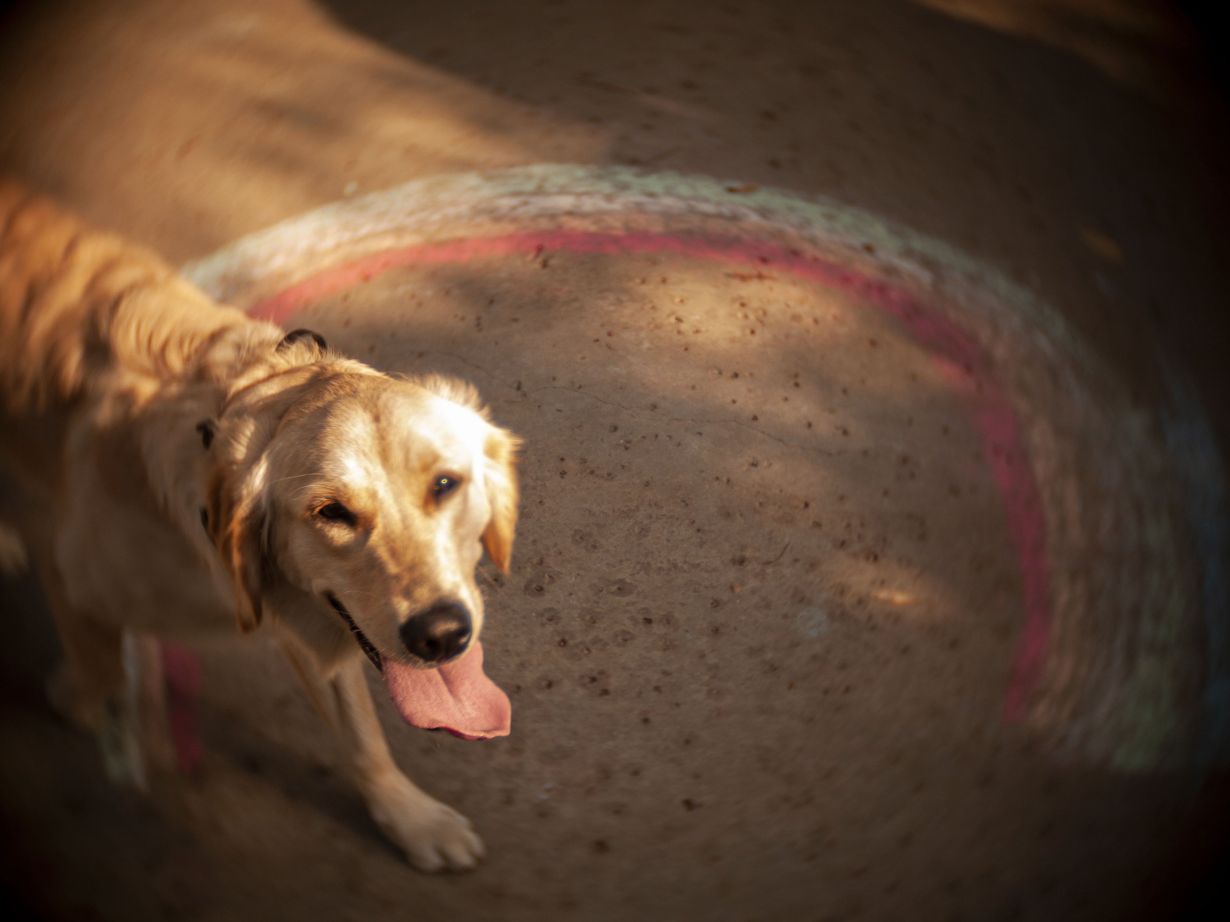 20201112151657015 Addison.jpg