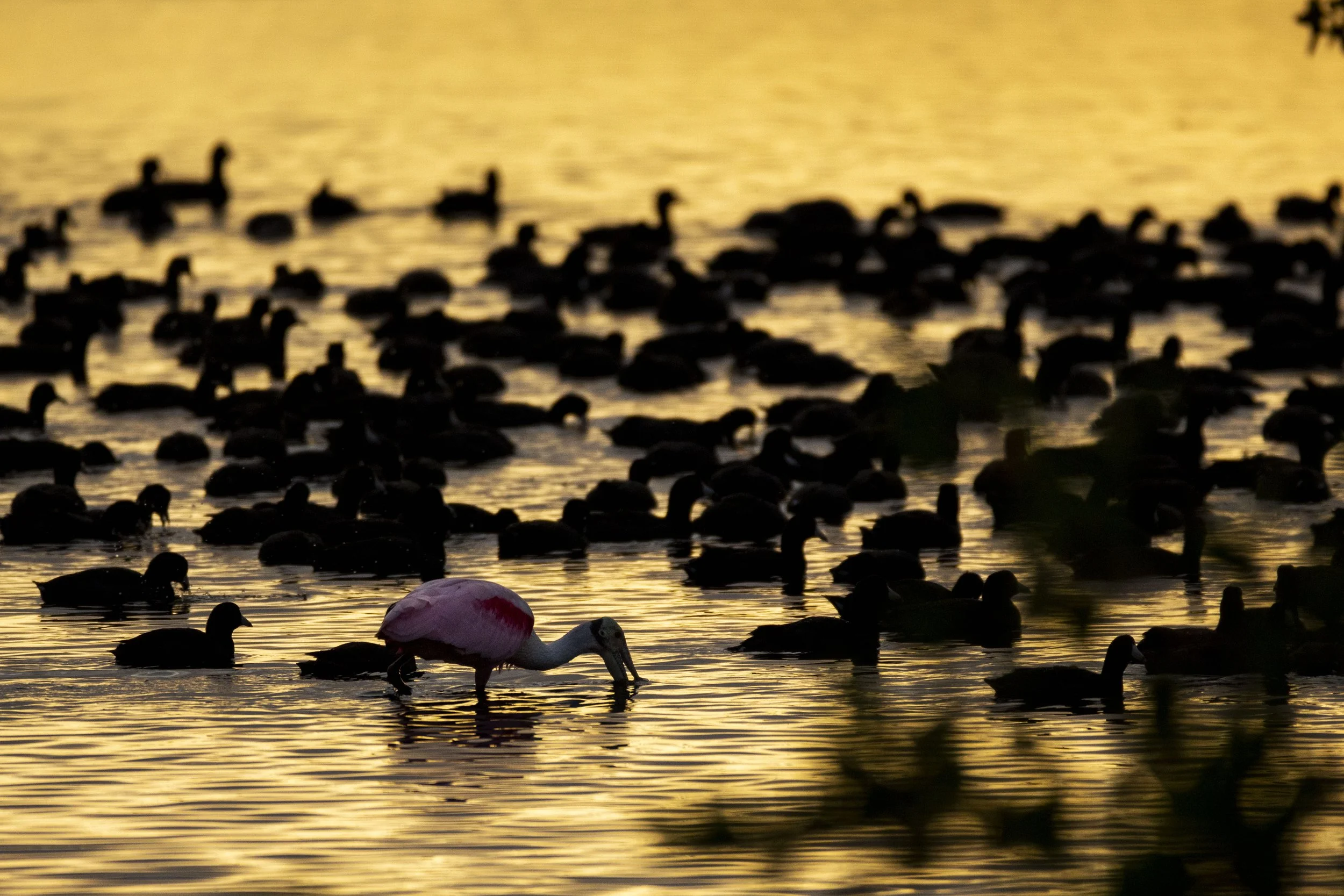 20190210175103018Blackpoint Drive.jpg