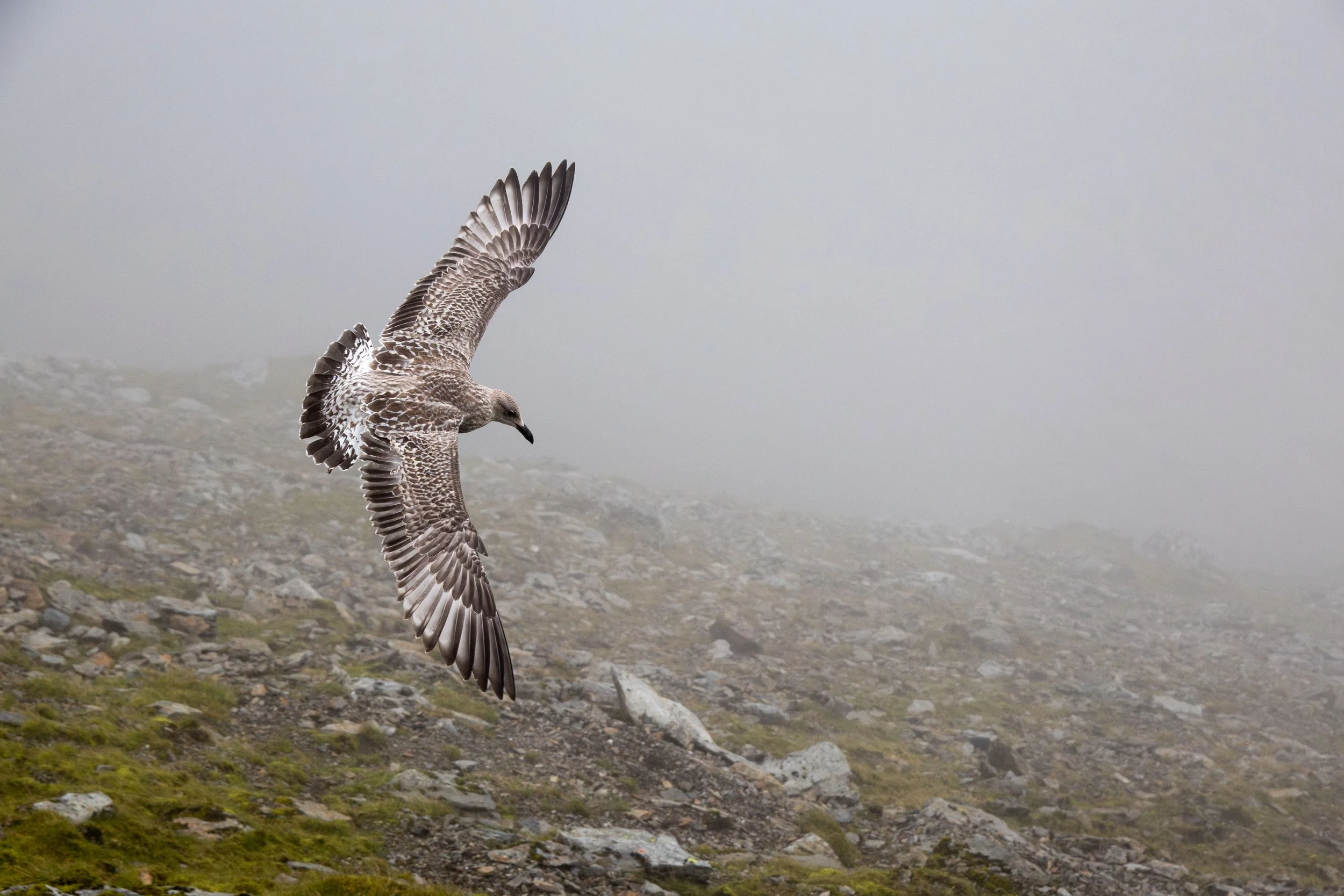 20230914074303769 Mount Snowdon-Enhanced-NR.jpg