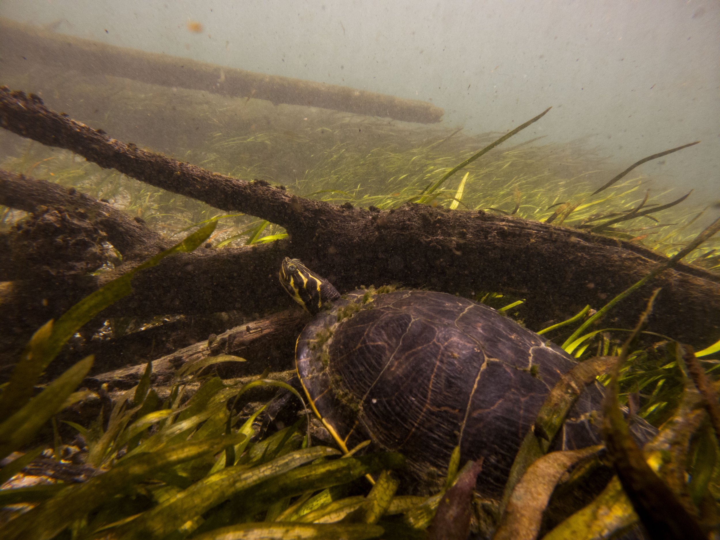 20220723131655275 Ichetucknee River.jpg