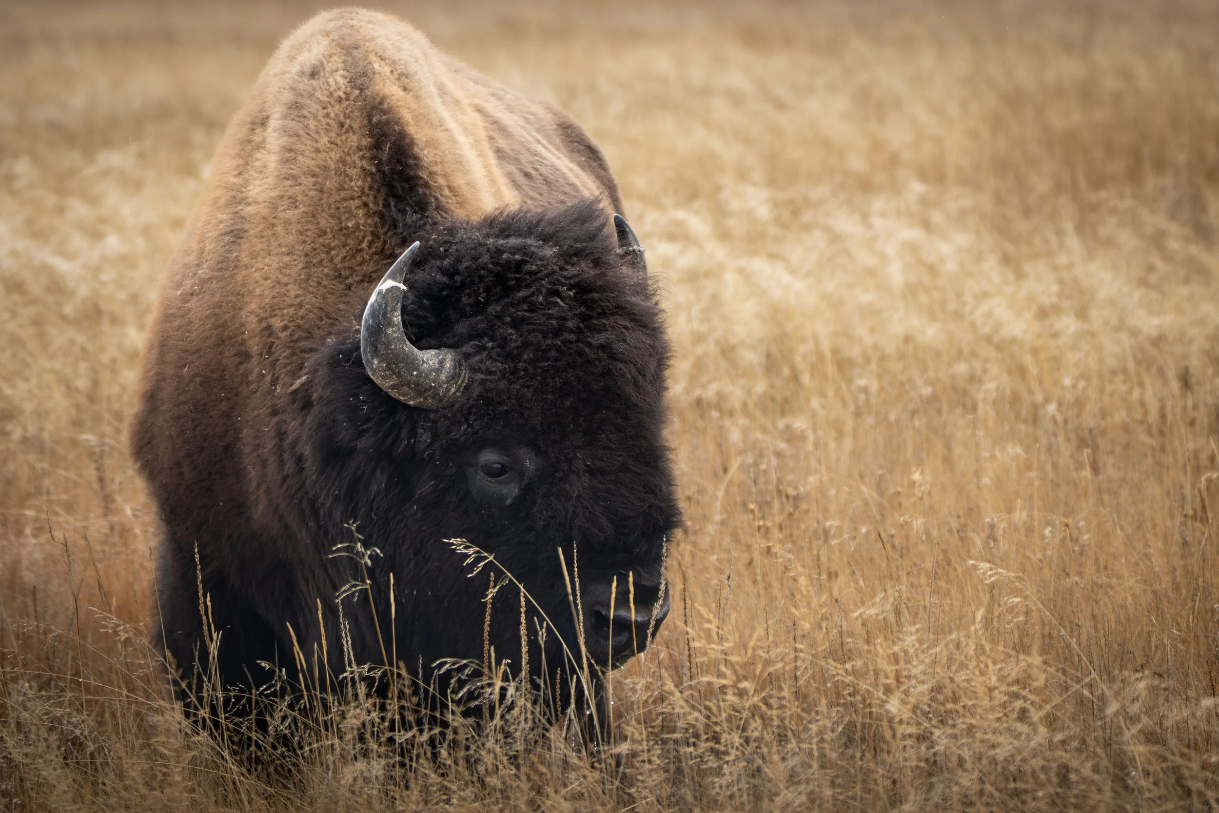 20231021151300513 Yellowstone-Enhanced-NR.jpg