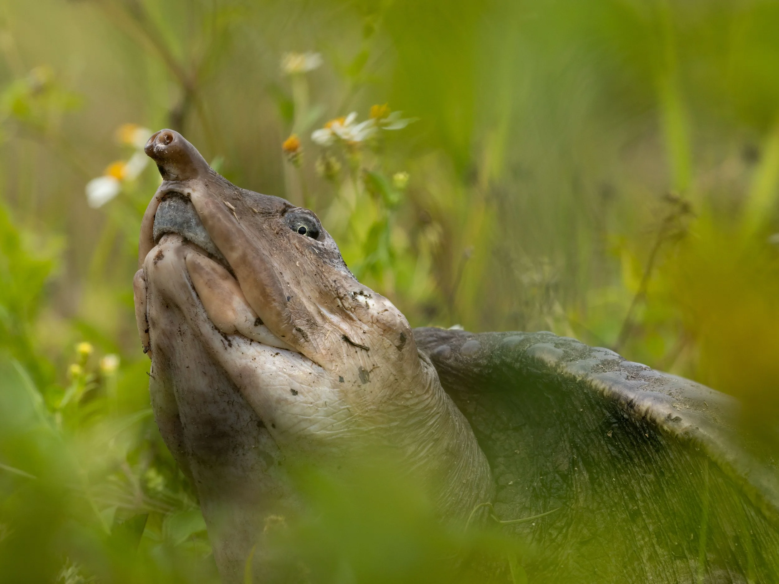 20220404130445246 Everglades.jpg
