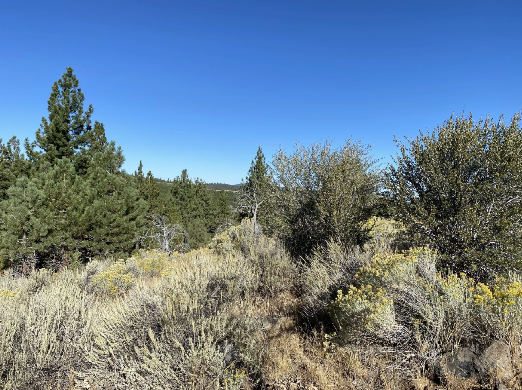 Screenshot 2026-04-17 at 10.15.04 AM.png