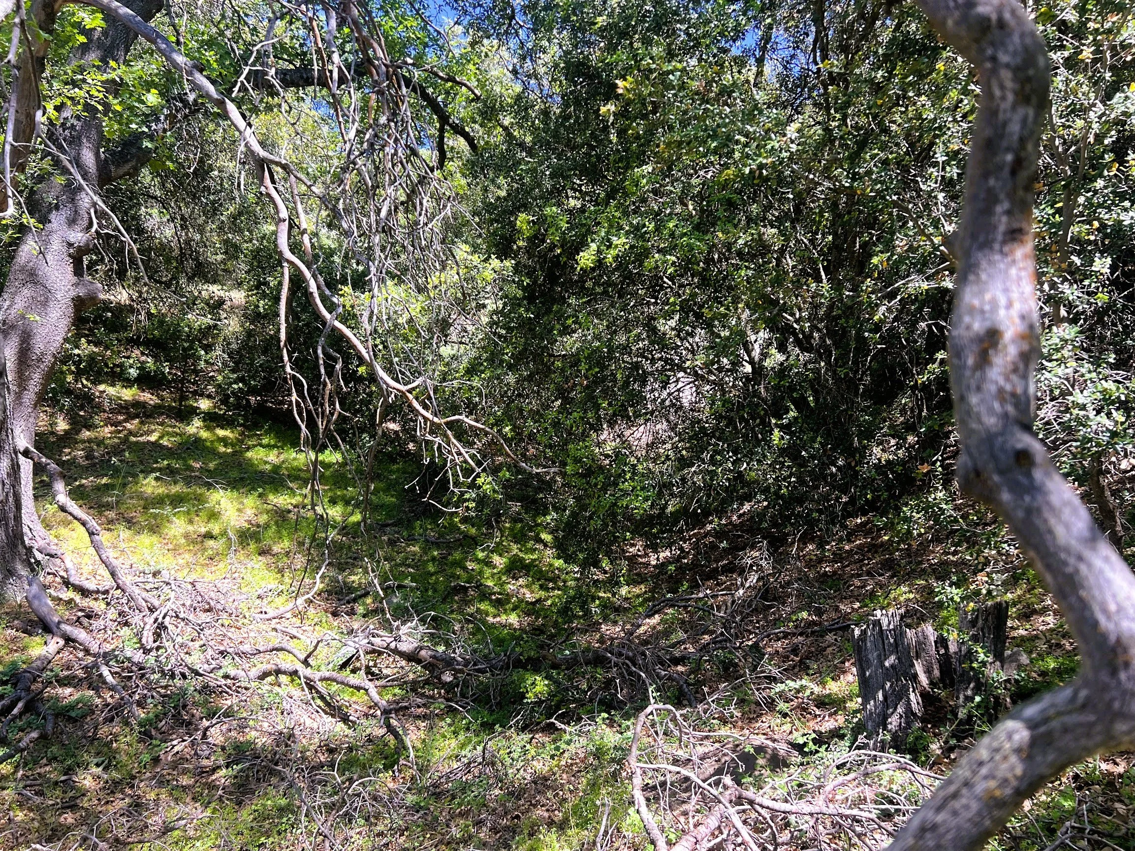 IMG_3162.jpg