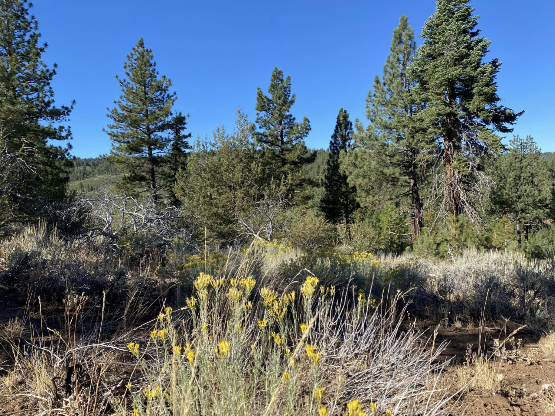 Screenshot 2026-04-17 at 10.15.19 AM.png