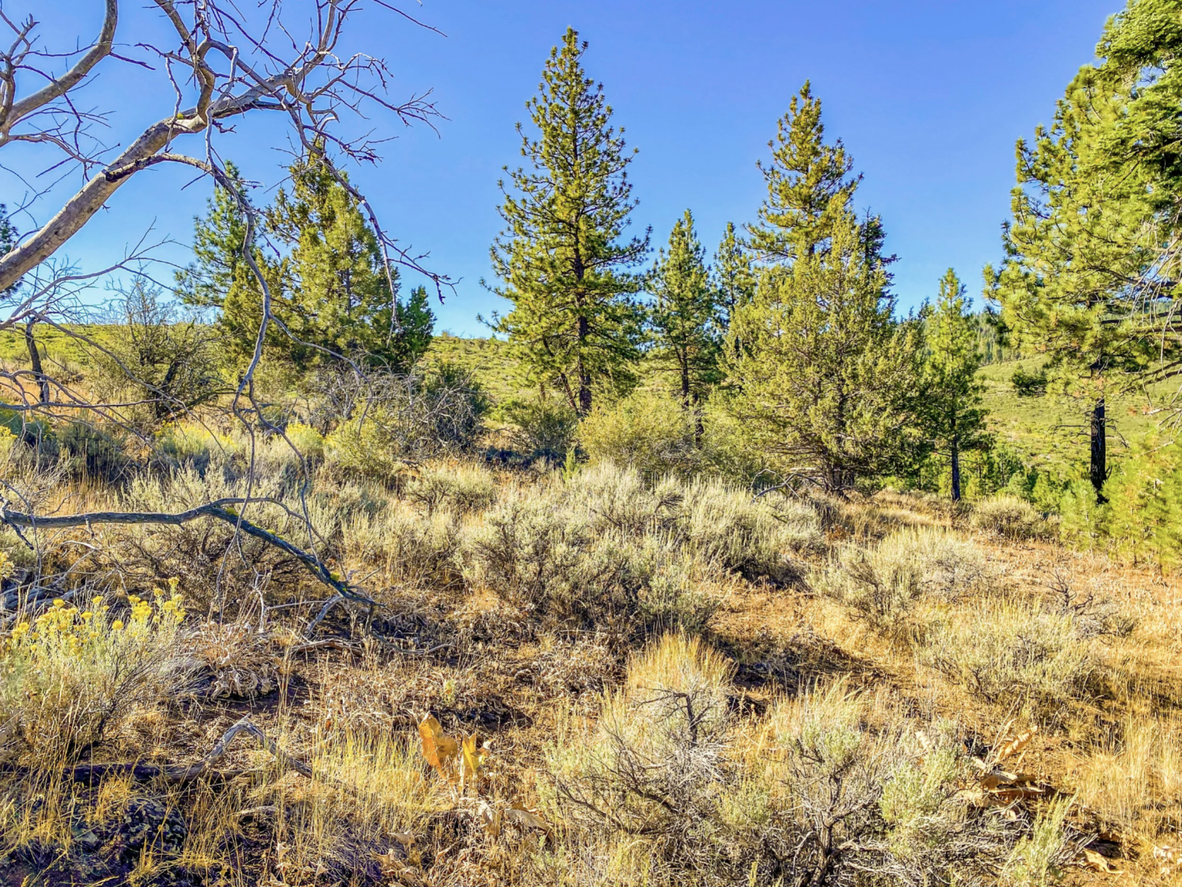 Pic 6 - Lot 15 Pine Nut Dr.png